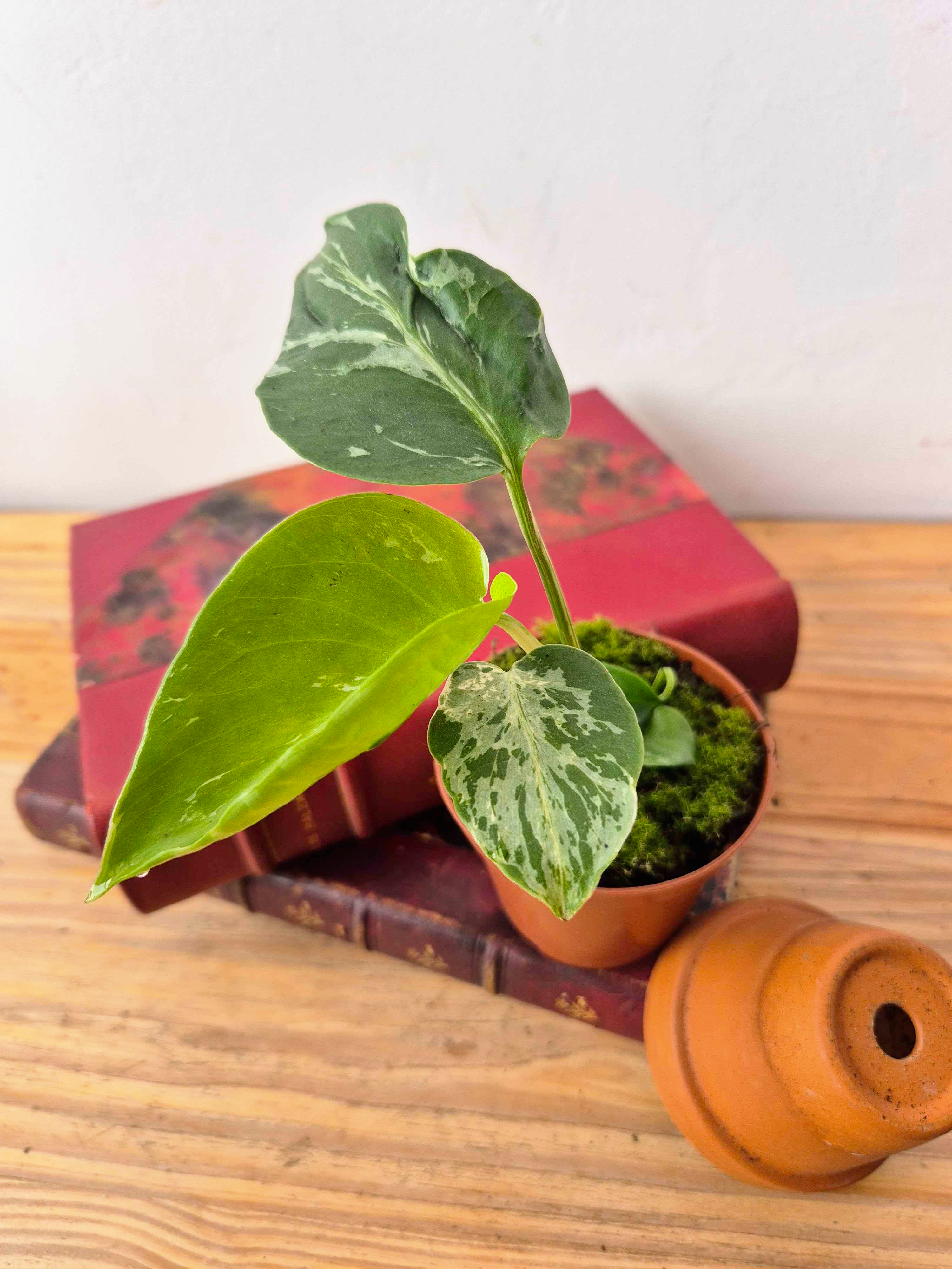 Monstera deliciosa 'Bulbasaur'