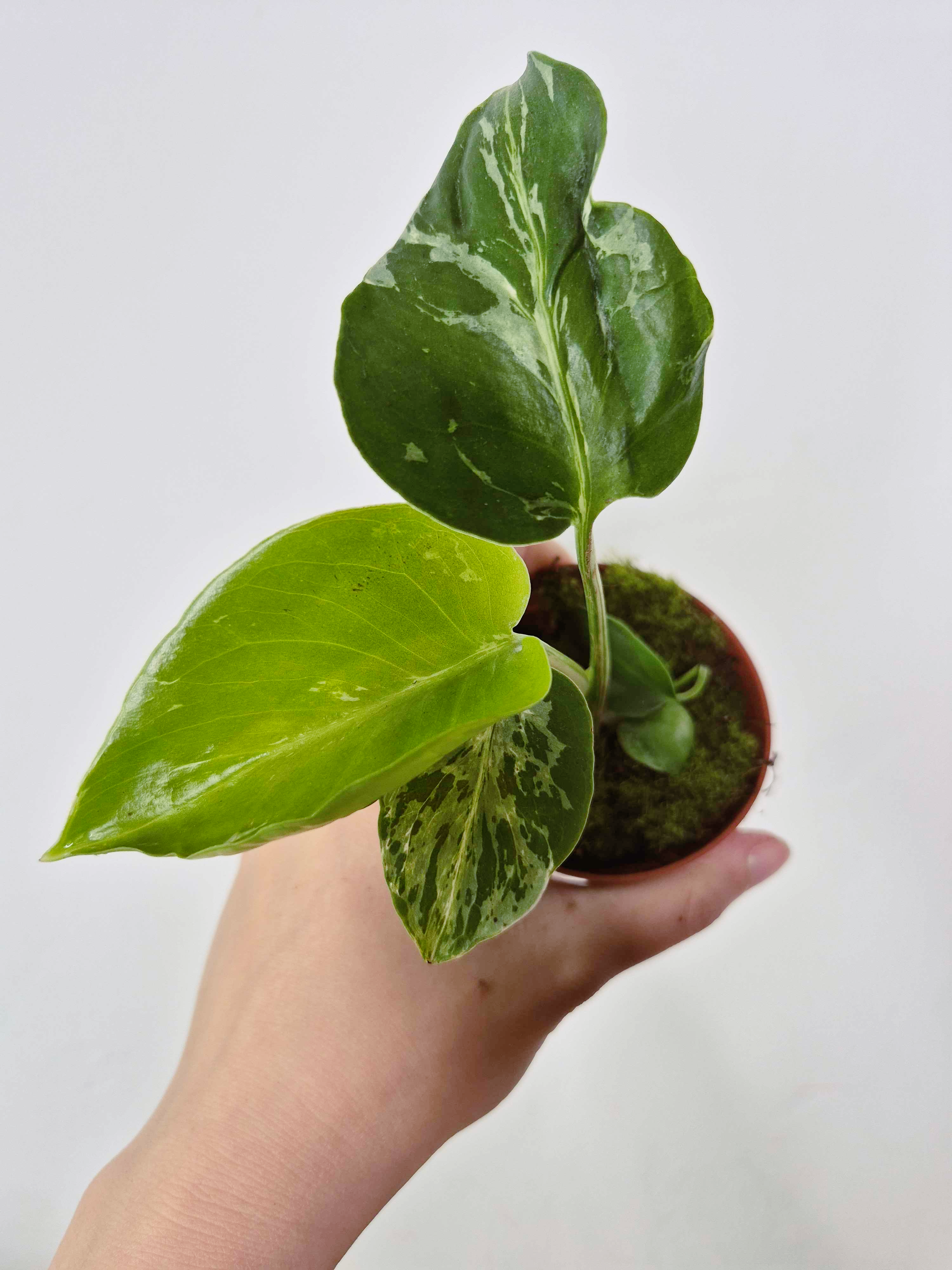 Monstera deliciosa 'Bulbasaur'