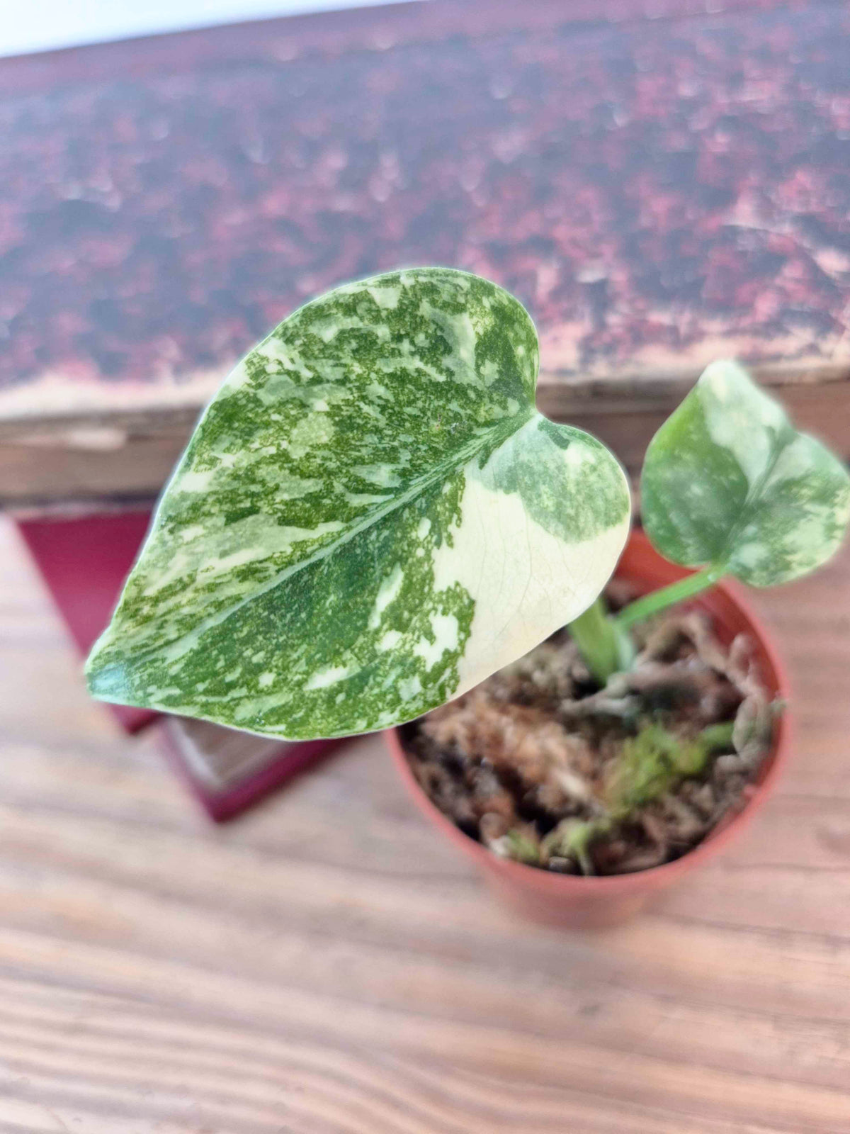 Monstera 'Cream Cheese'