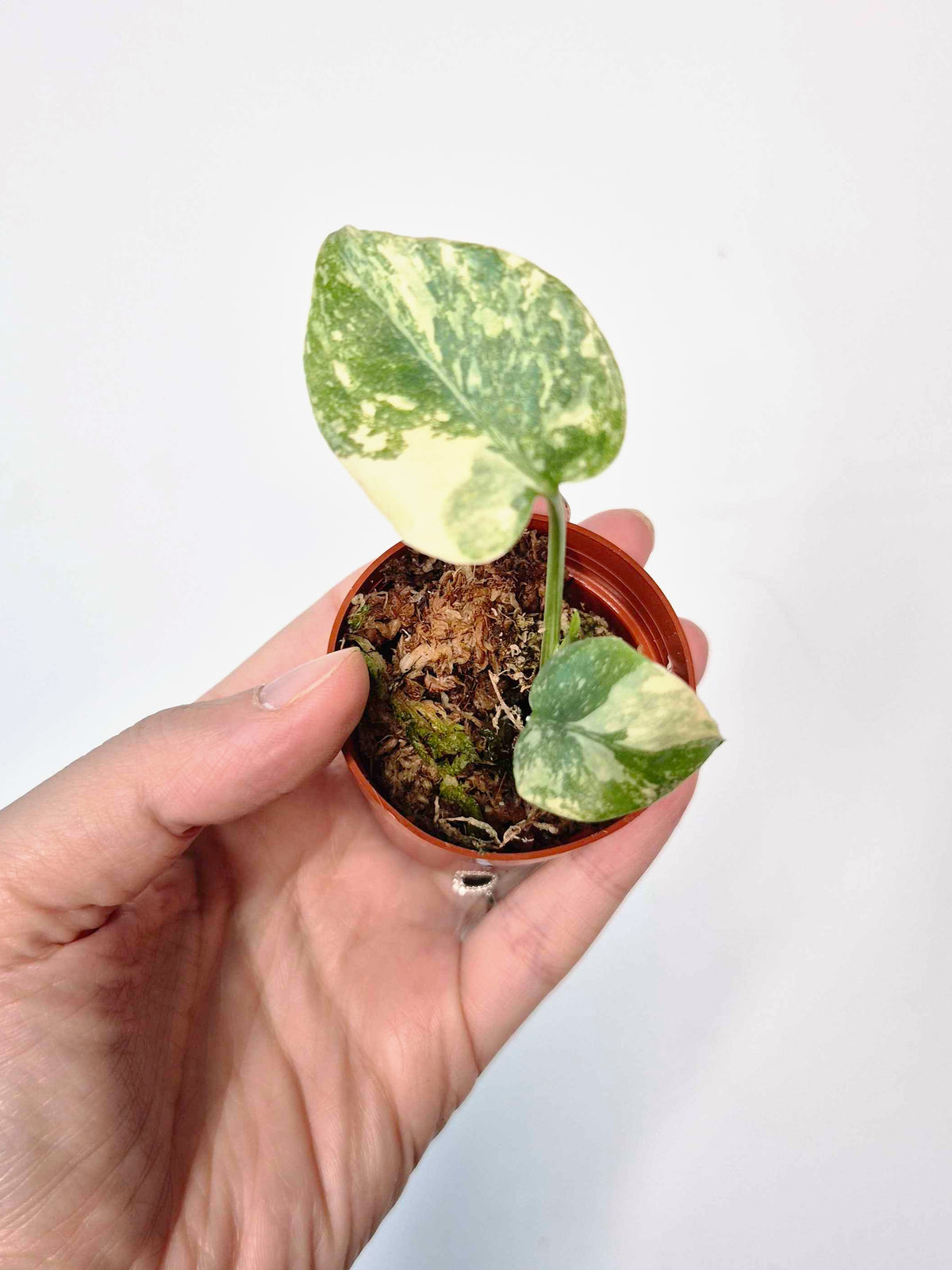 Monstera 'Cream Cheese'