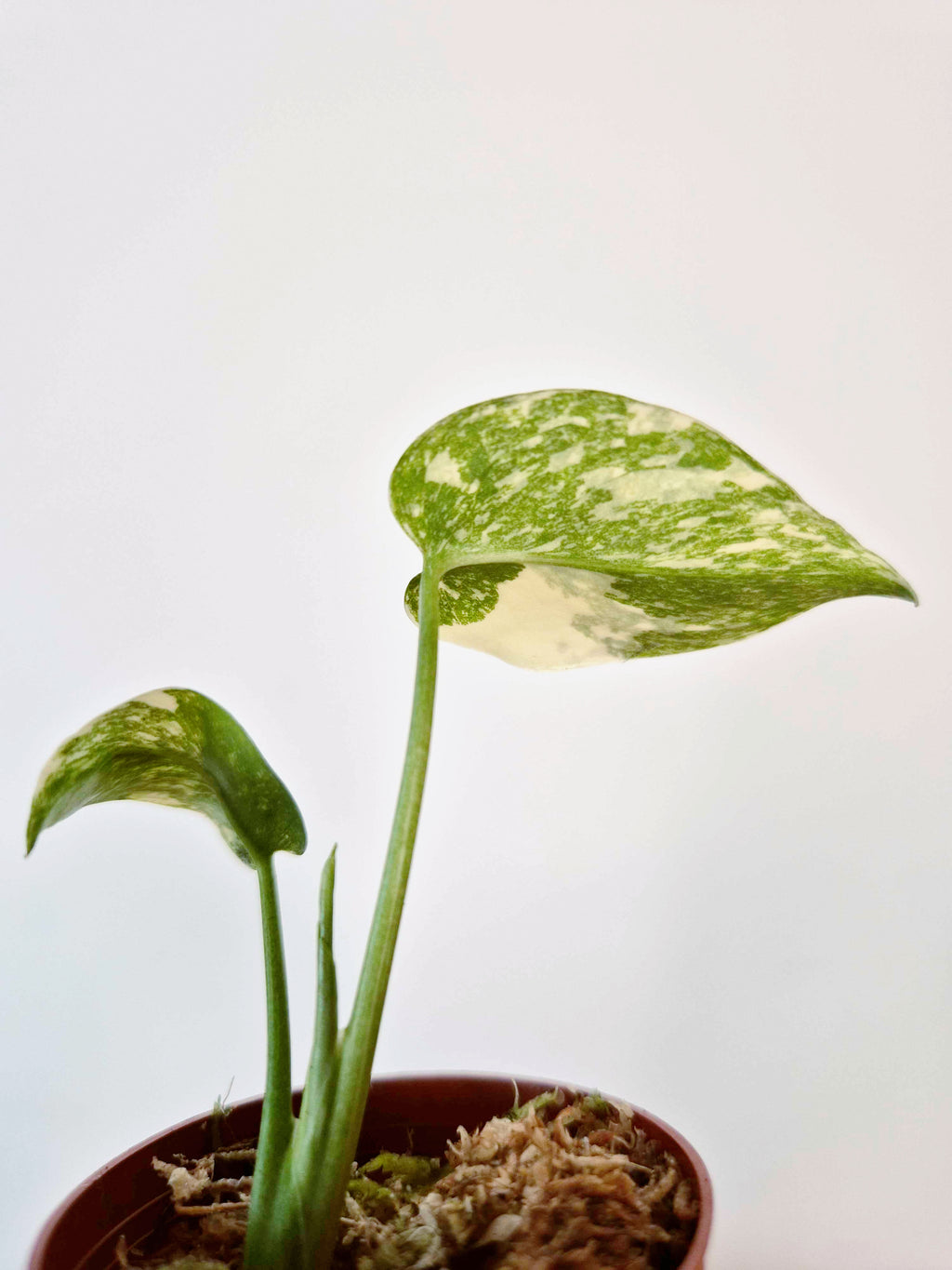 Monstera 'Cream Cheese'