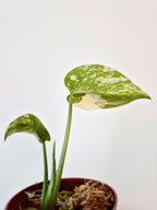 Monstera 'Cream Cheese'
