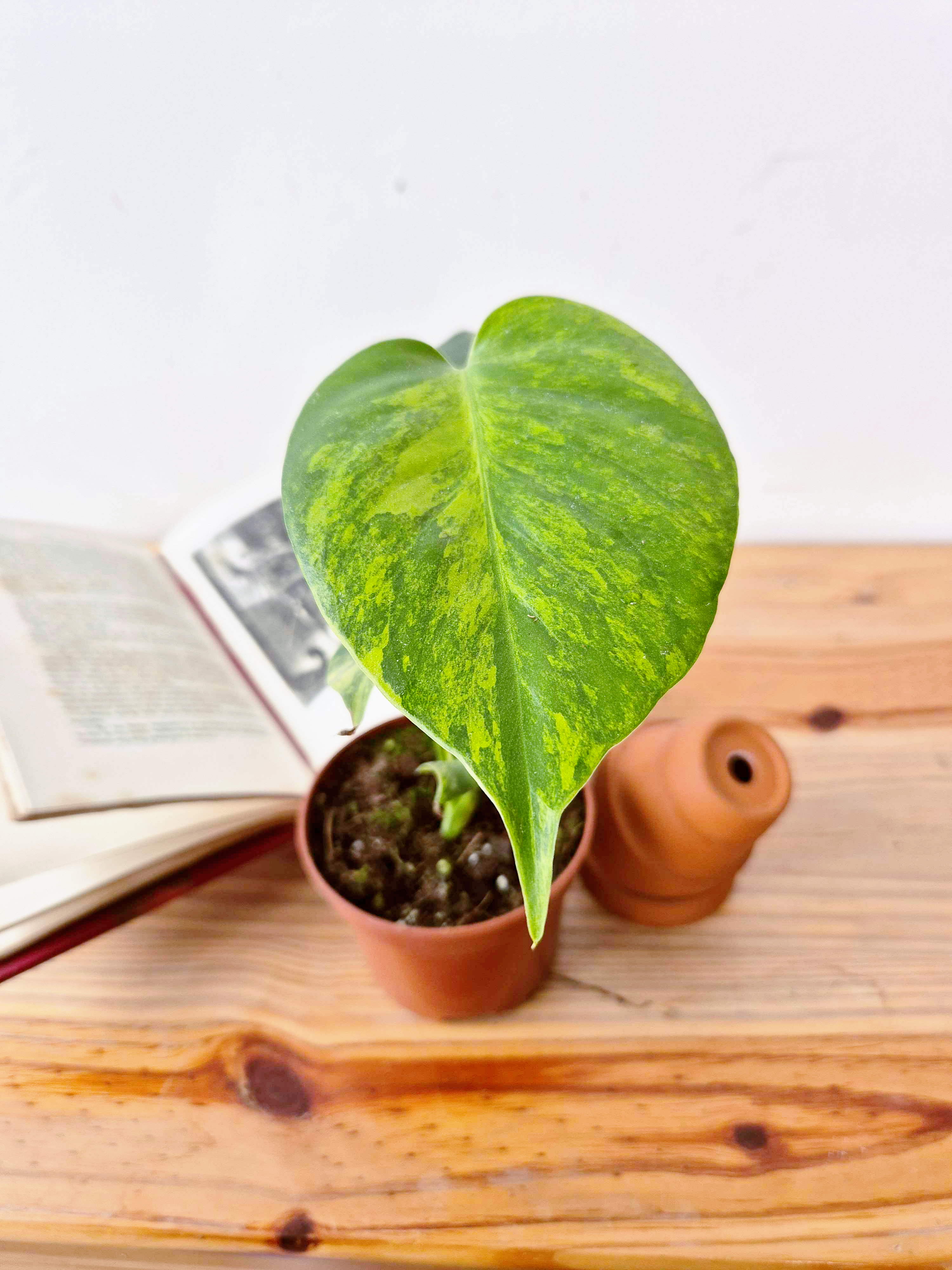 Monstera deliciosa 'Aurea'