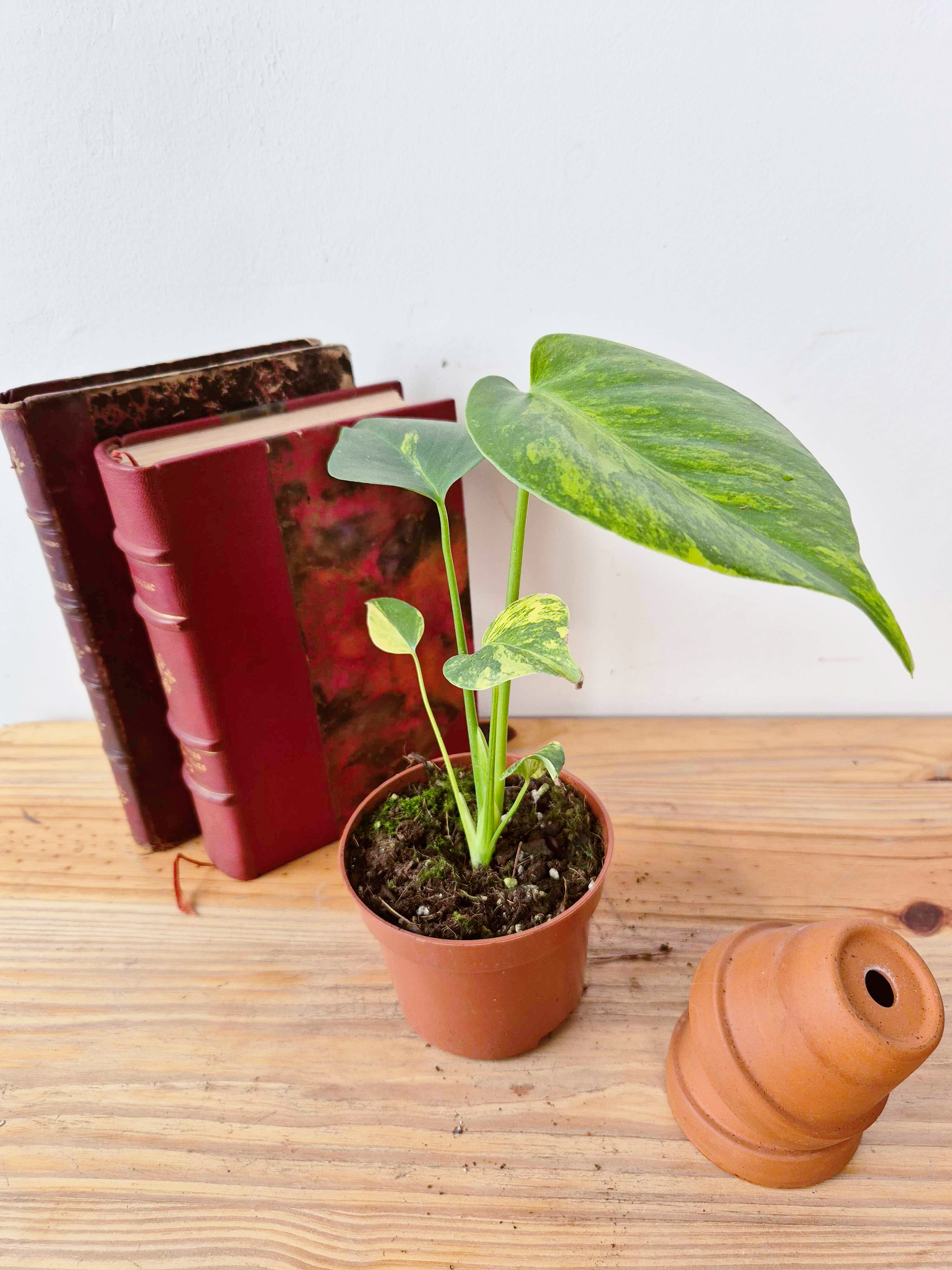 Monstera deliciosa 'Aurea'