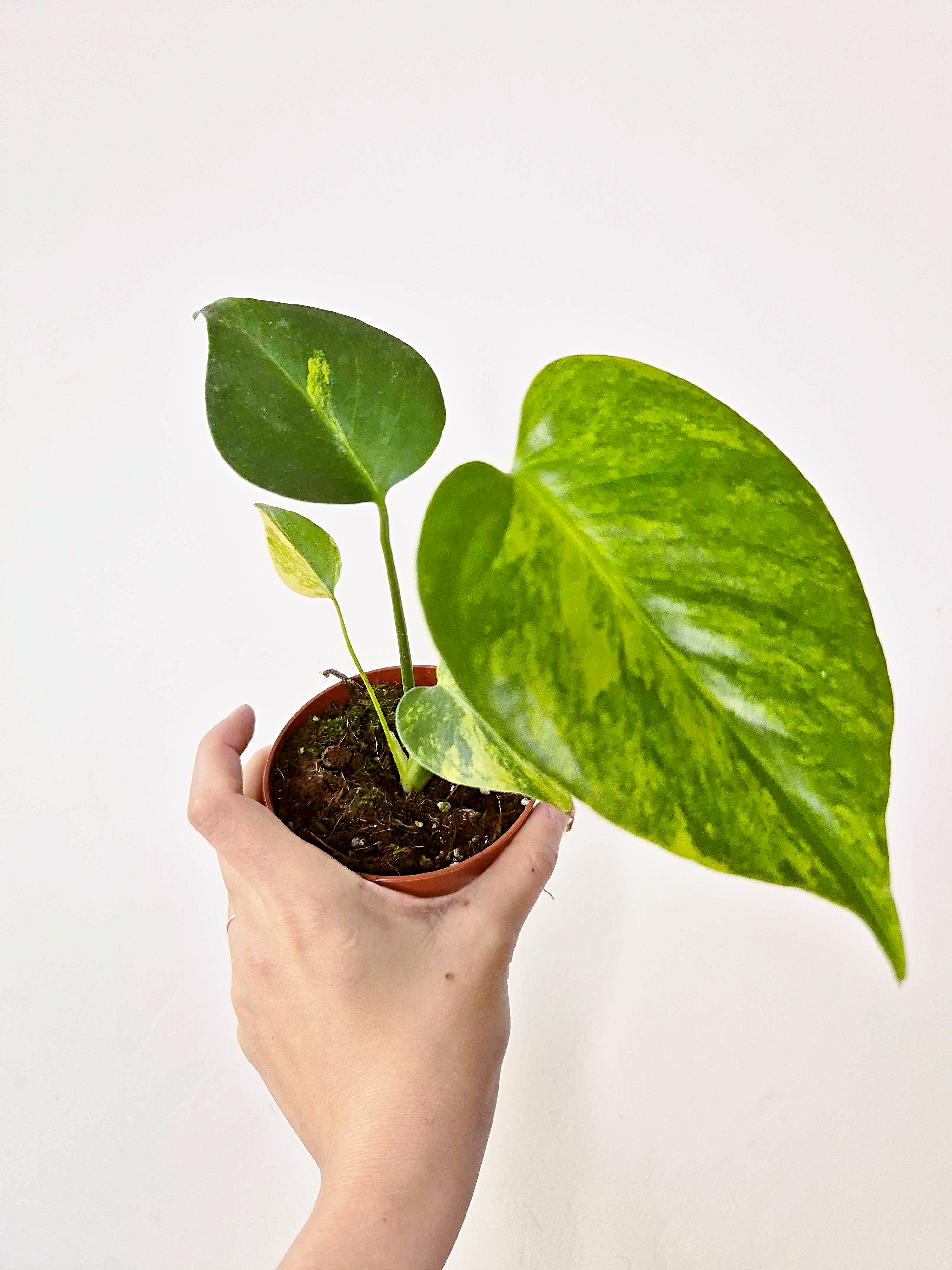 Monstera deliciosa 'Aurea'