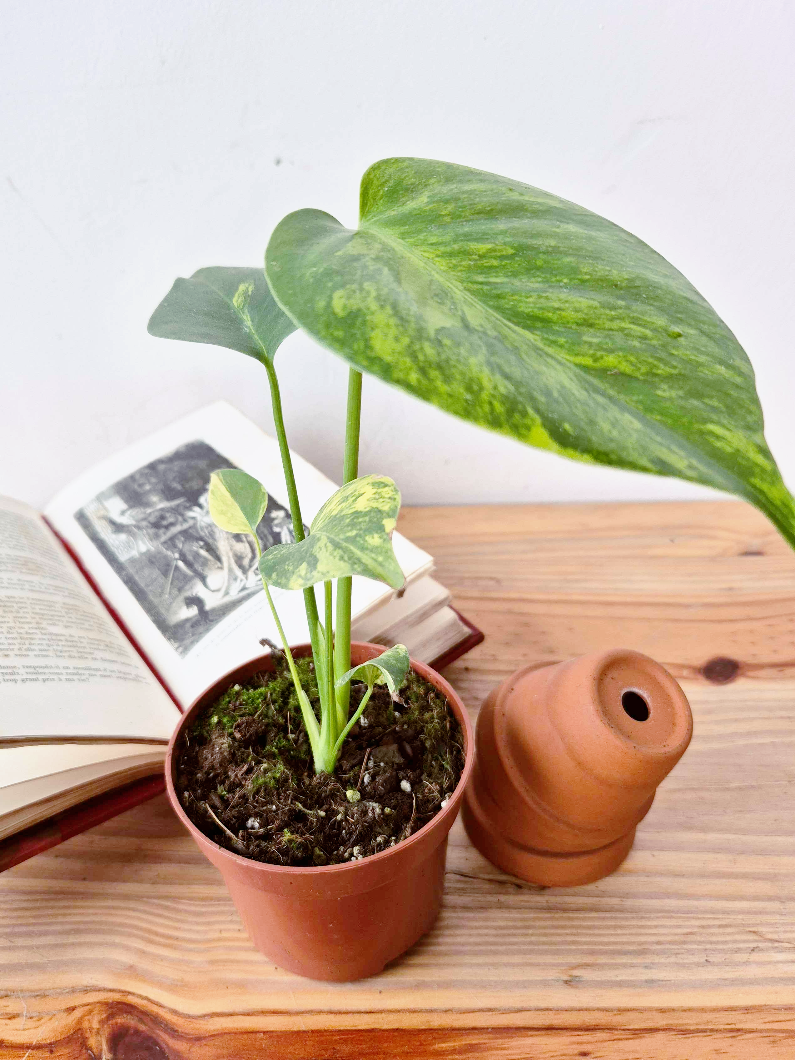 Monstera deliciosa 'Aurea'