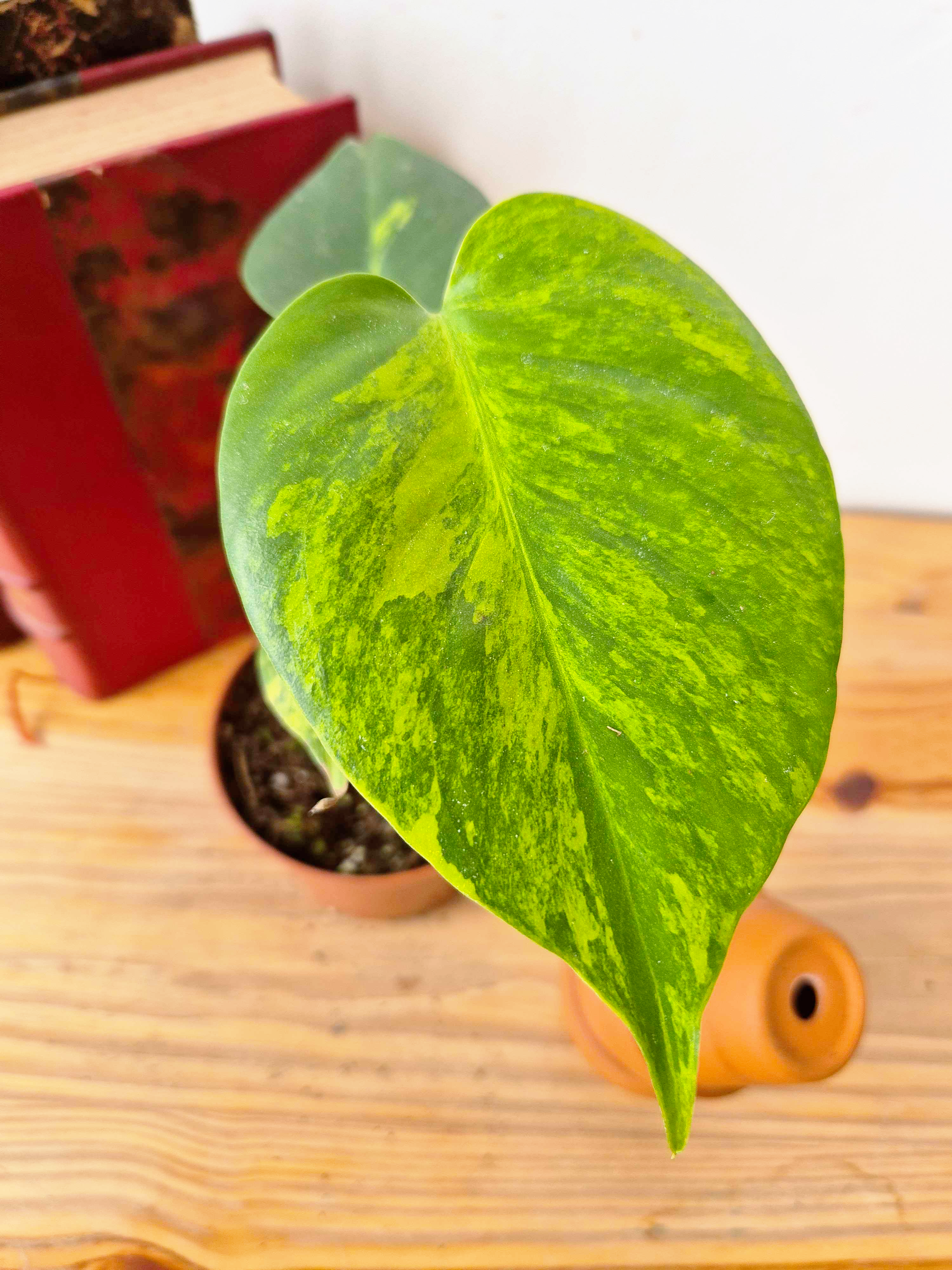 Monstera deliciosa 'Aurea'