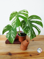 Monstera deliciosa Variegata