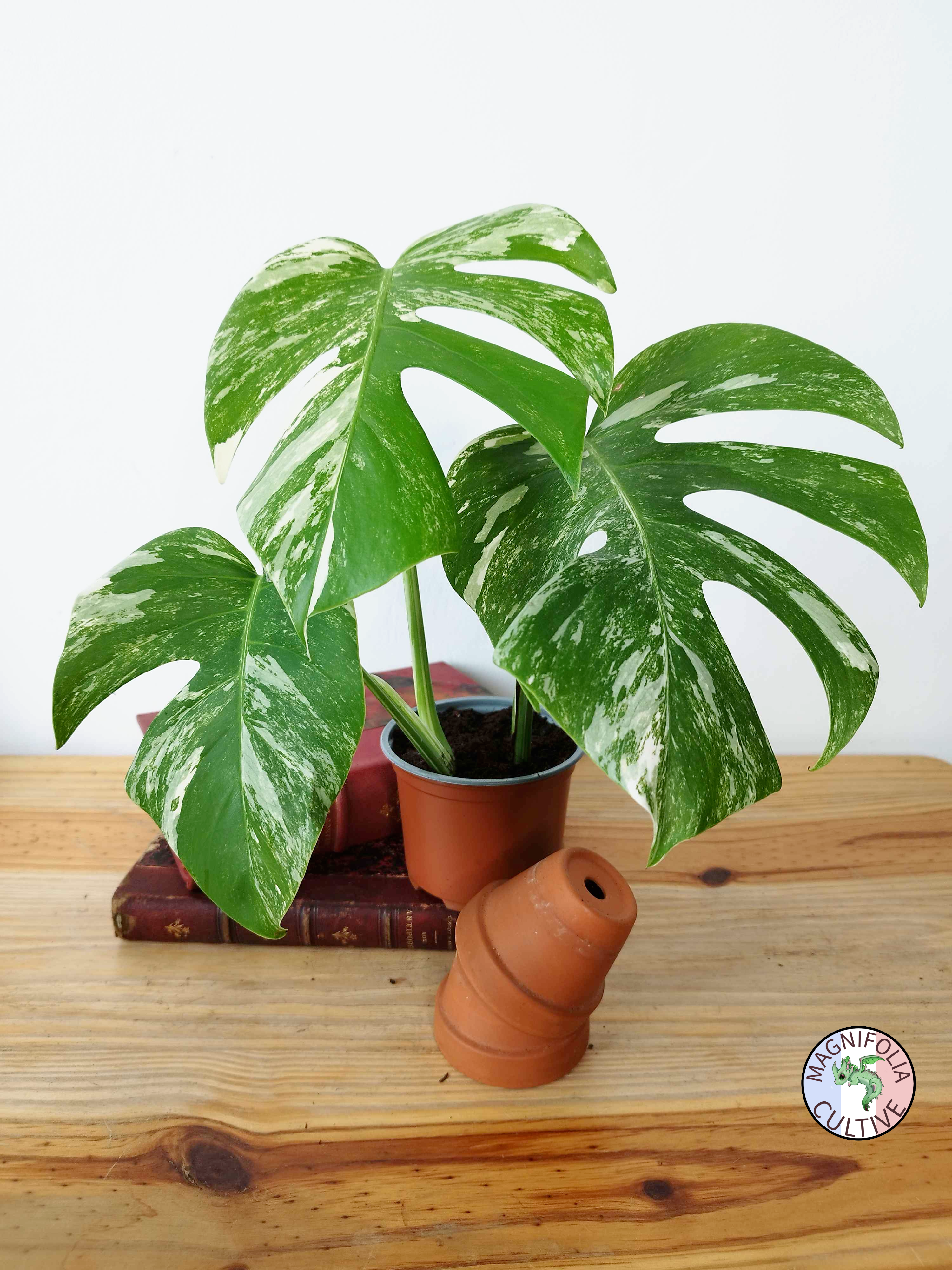 Monstera deliciosa Variegata