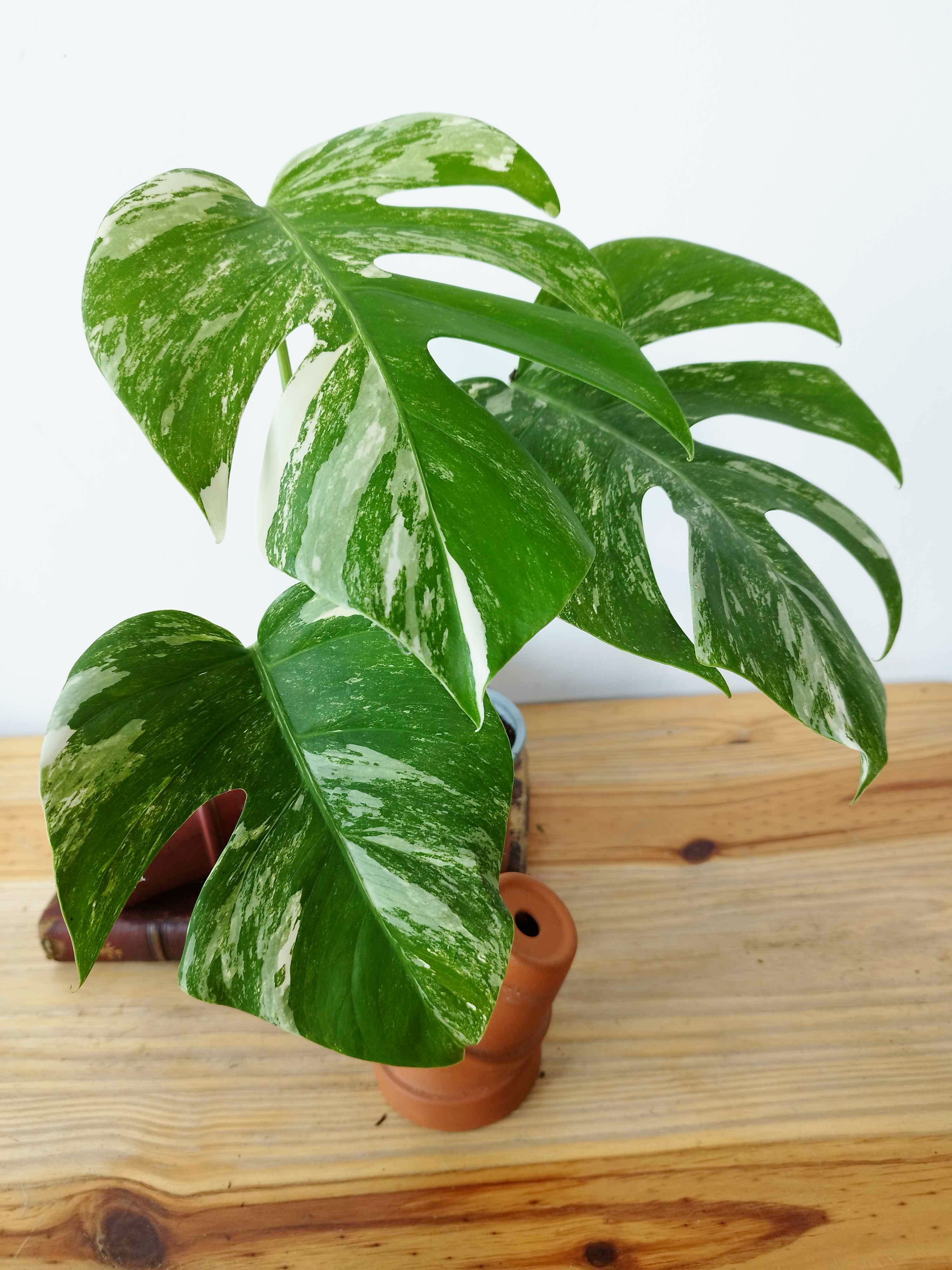 Monstera deliciosa Variegata