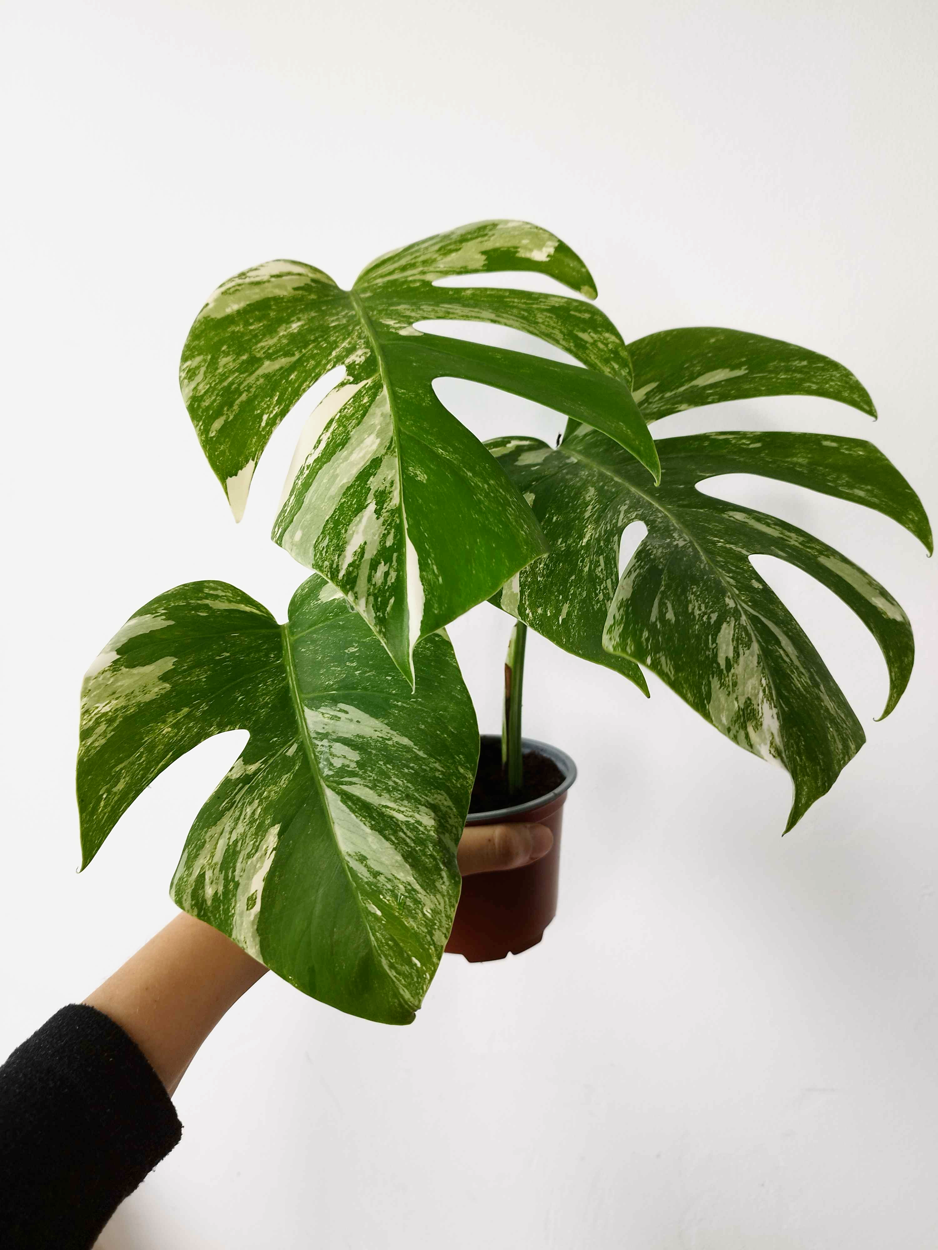 Monstera deliciosa Variegata