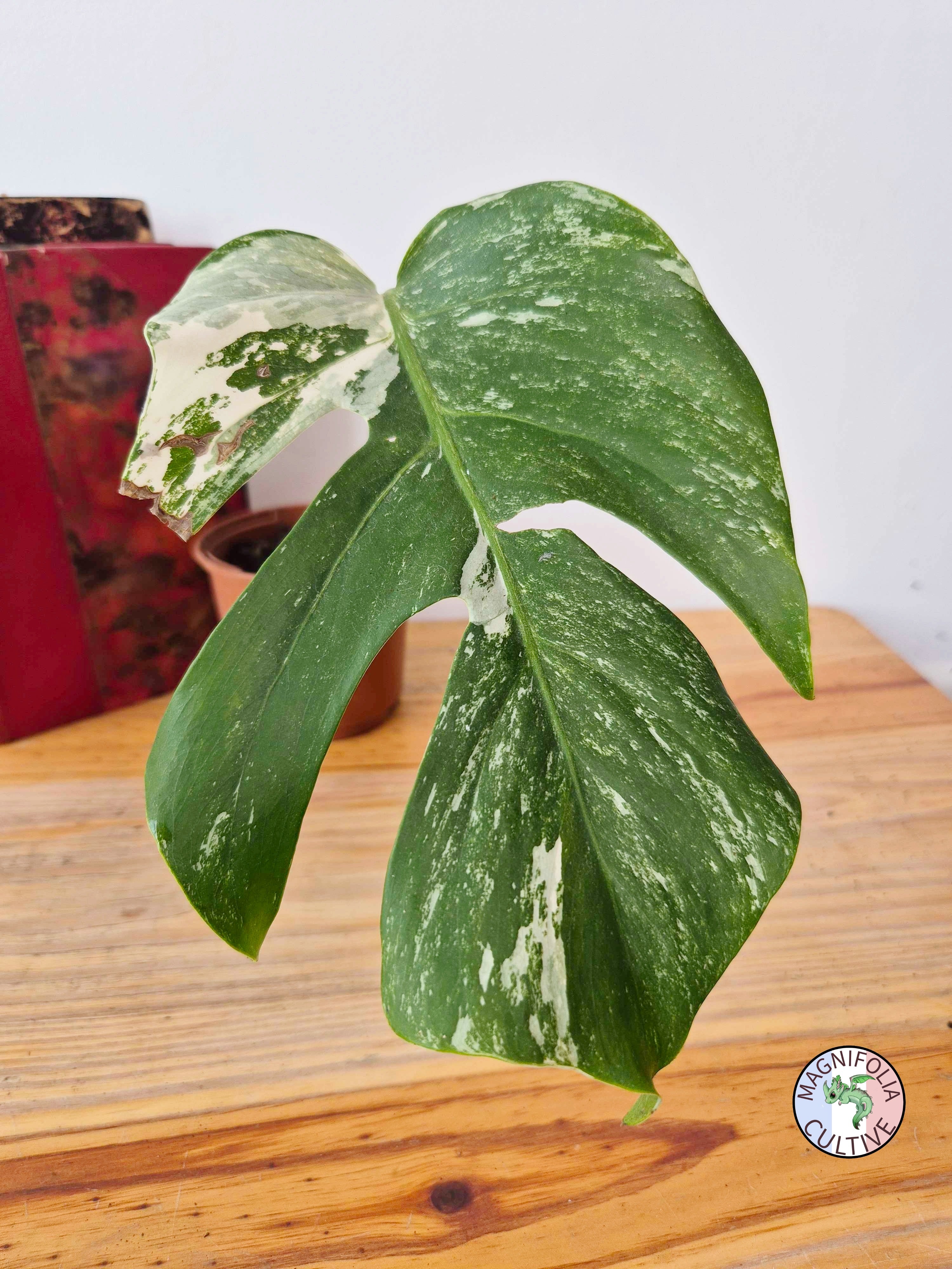 Monstera deliciosa Variegata