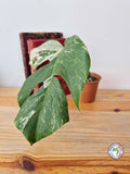 Monstera deliciosa Variegata