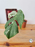 Monstera deliciosa Variegata