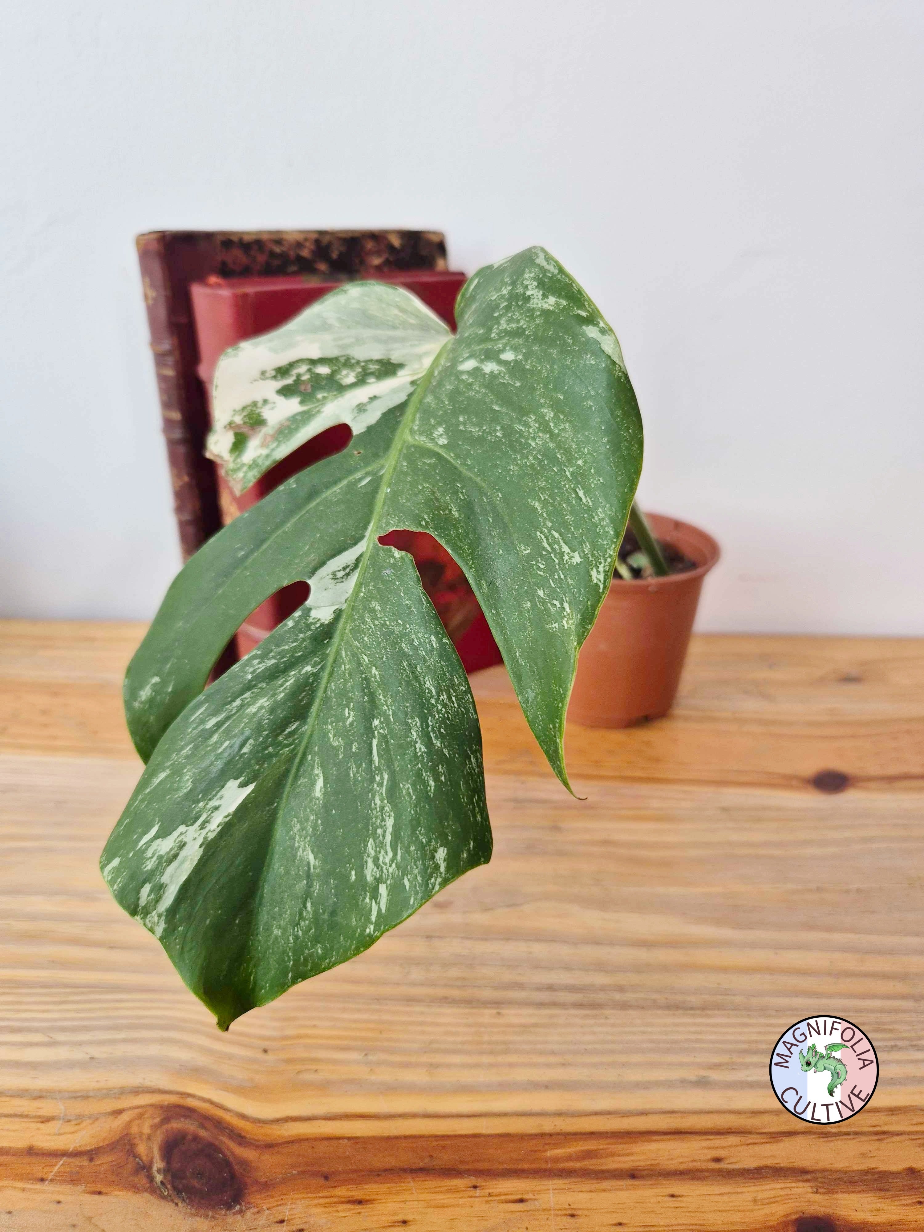 Monstera deliciosa Variegata
