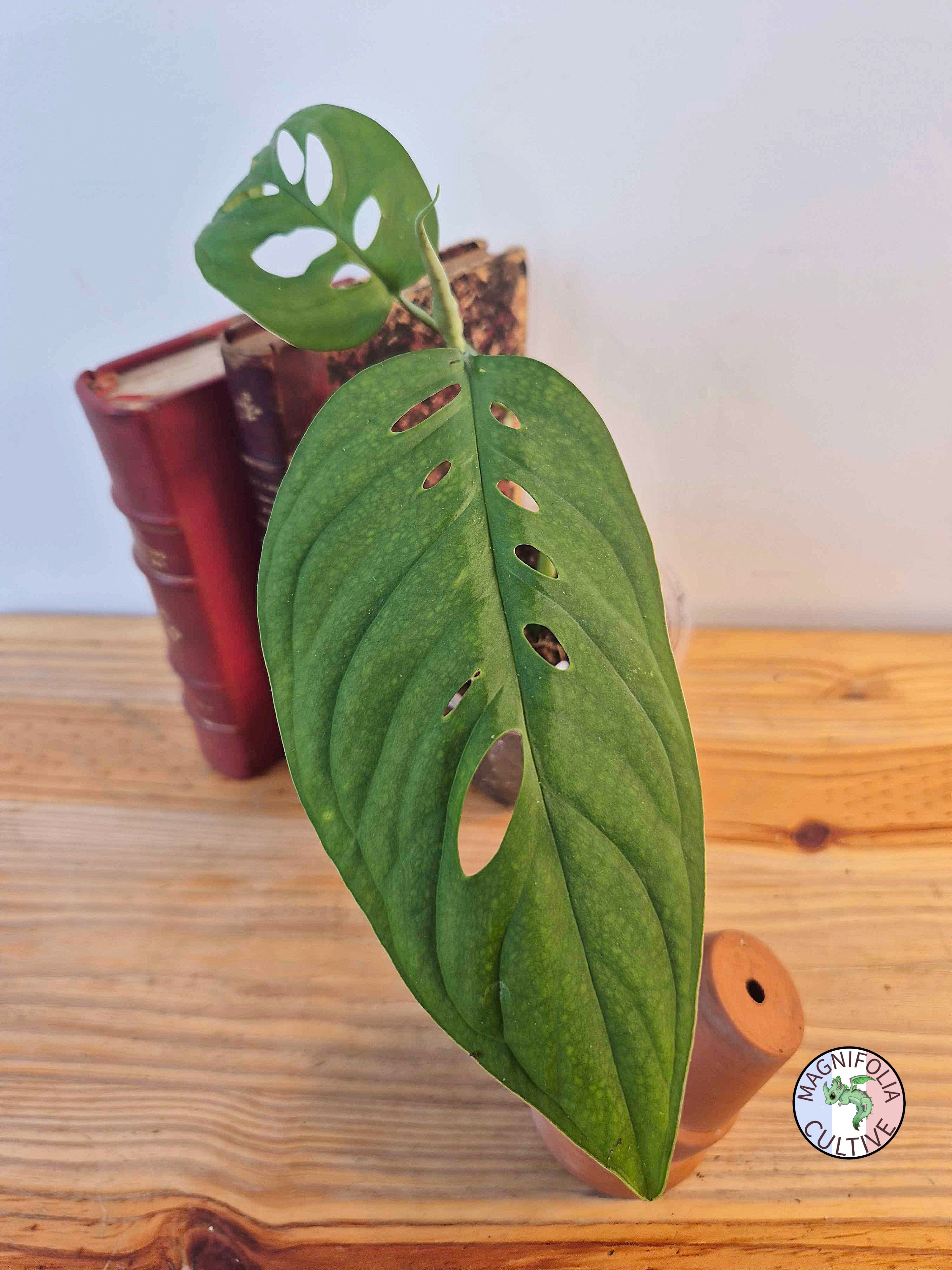 Monstera 'Esqueleto'