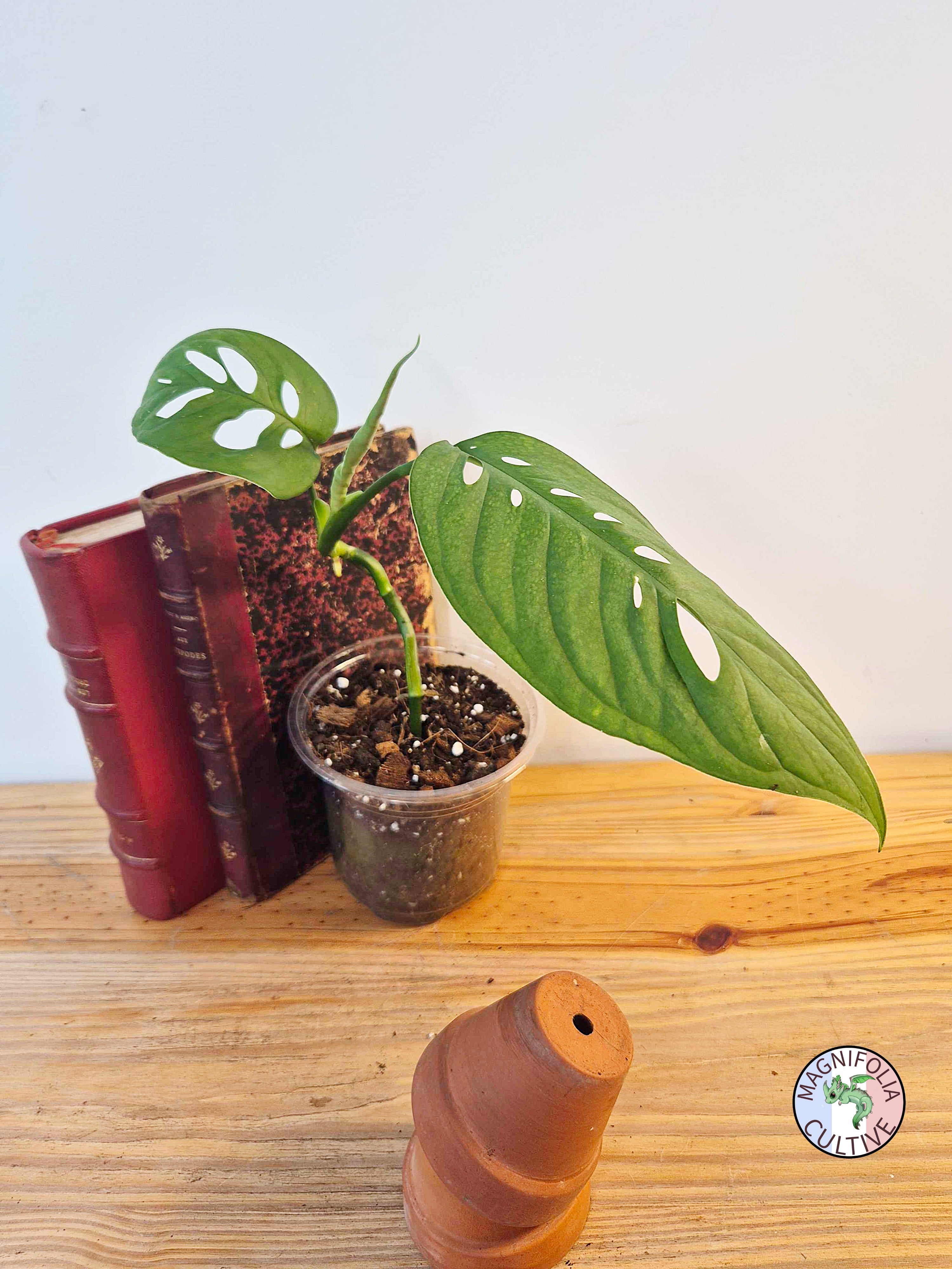 Monstera 'Esqueleto'