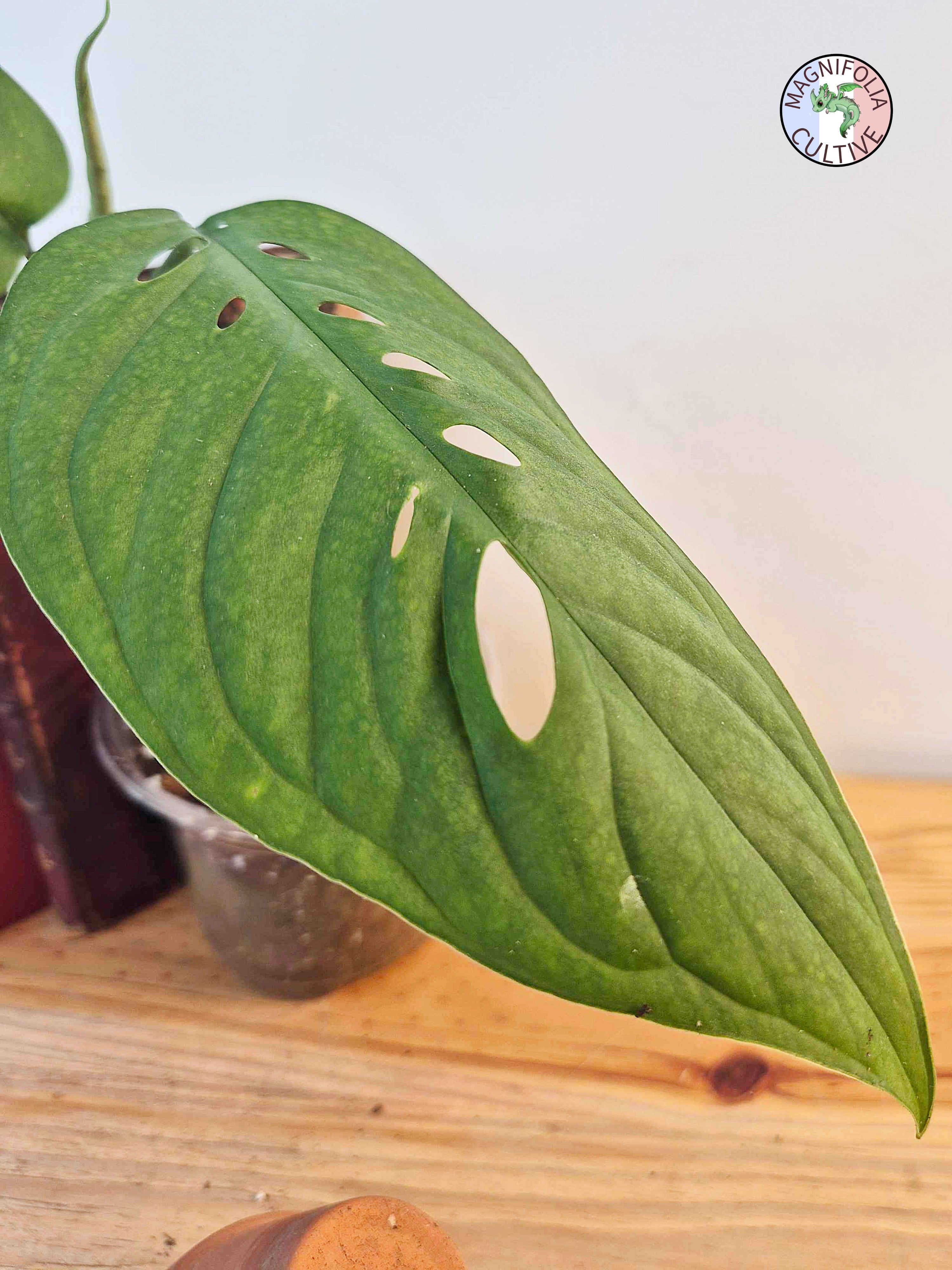 Monstera 'Esqueleto'