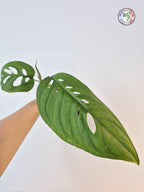 Monstera 'Esqueleto'
