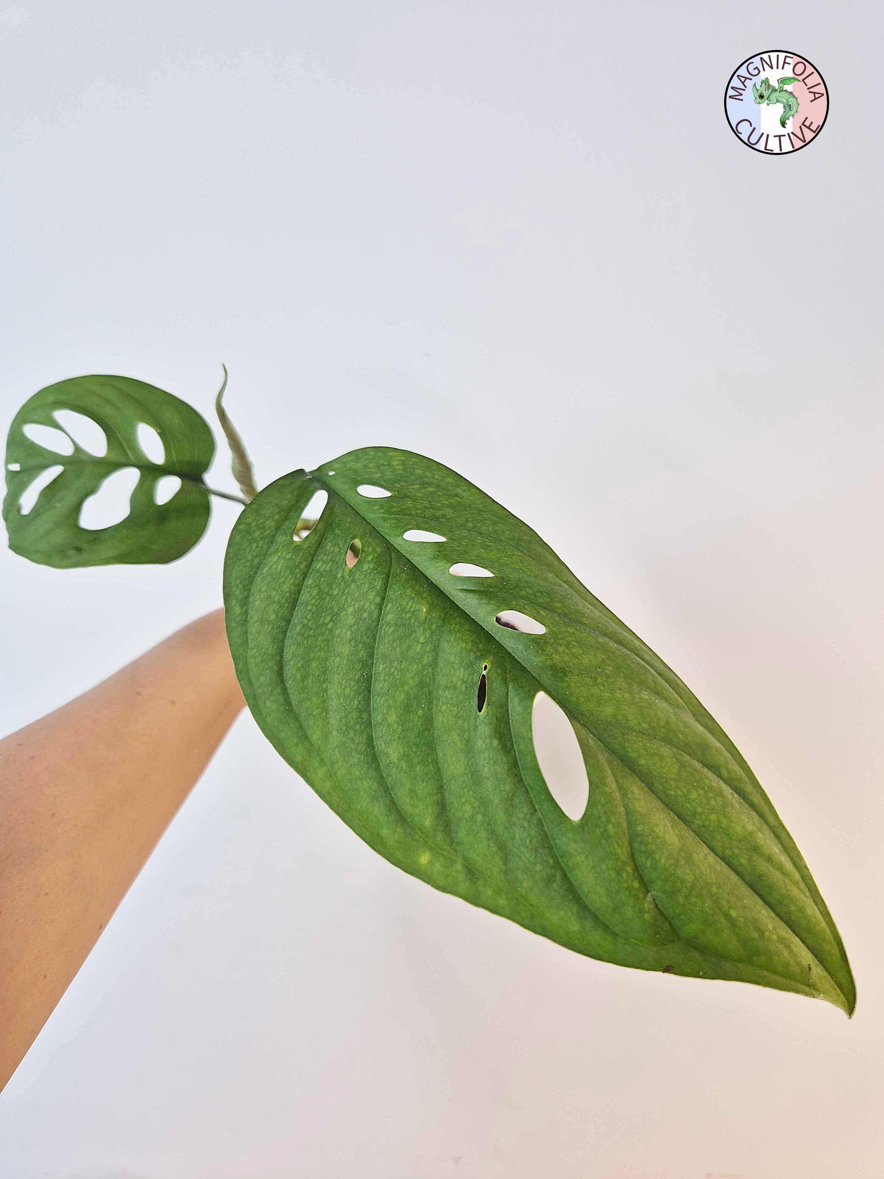Monstera 'Esqueleto'