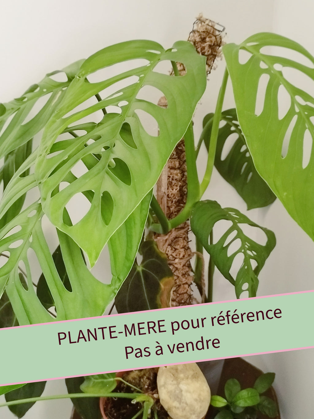 Monstera 'Esqueleto'