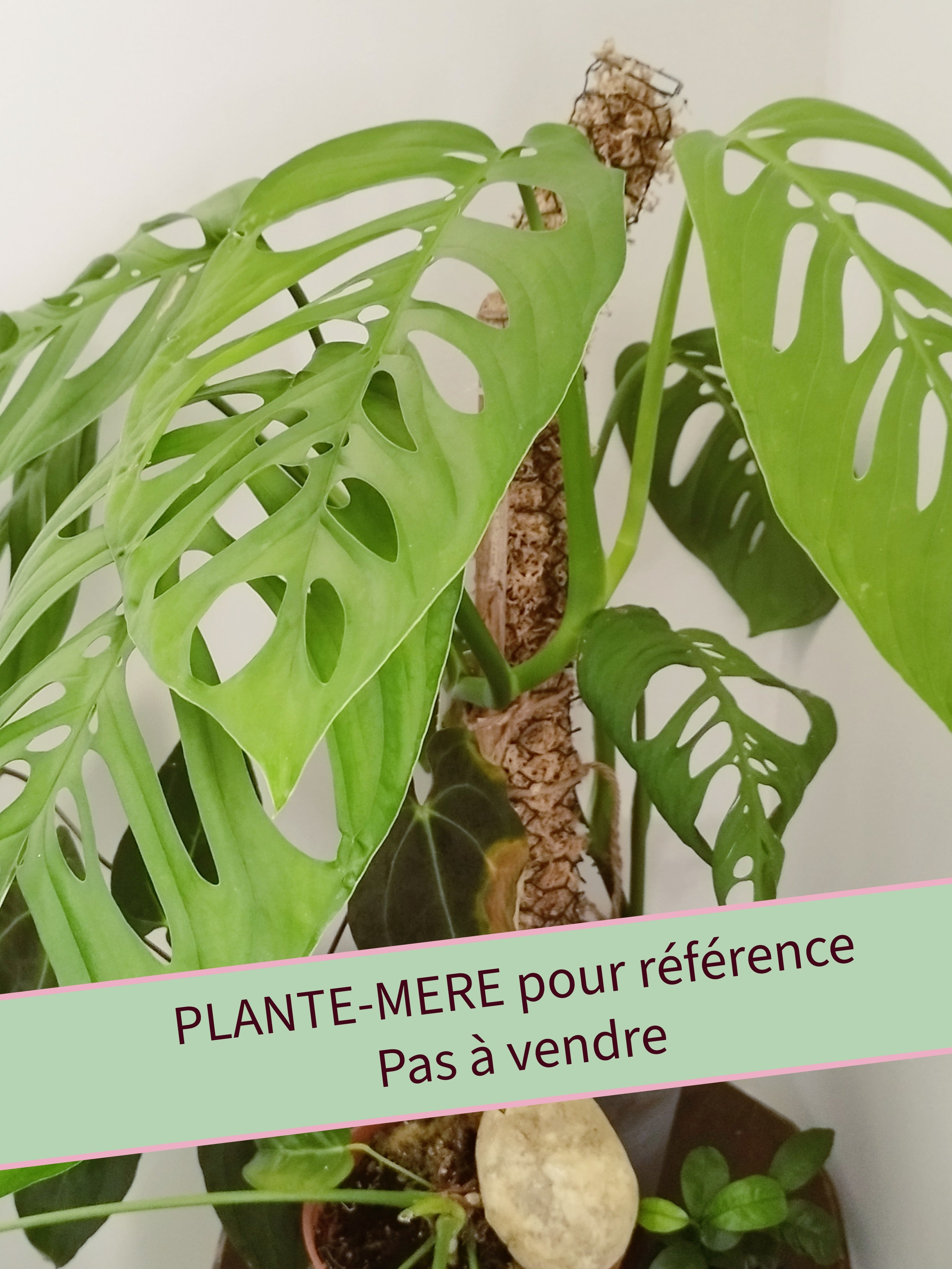 Monstera 'Esqueleto'
