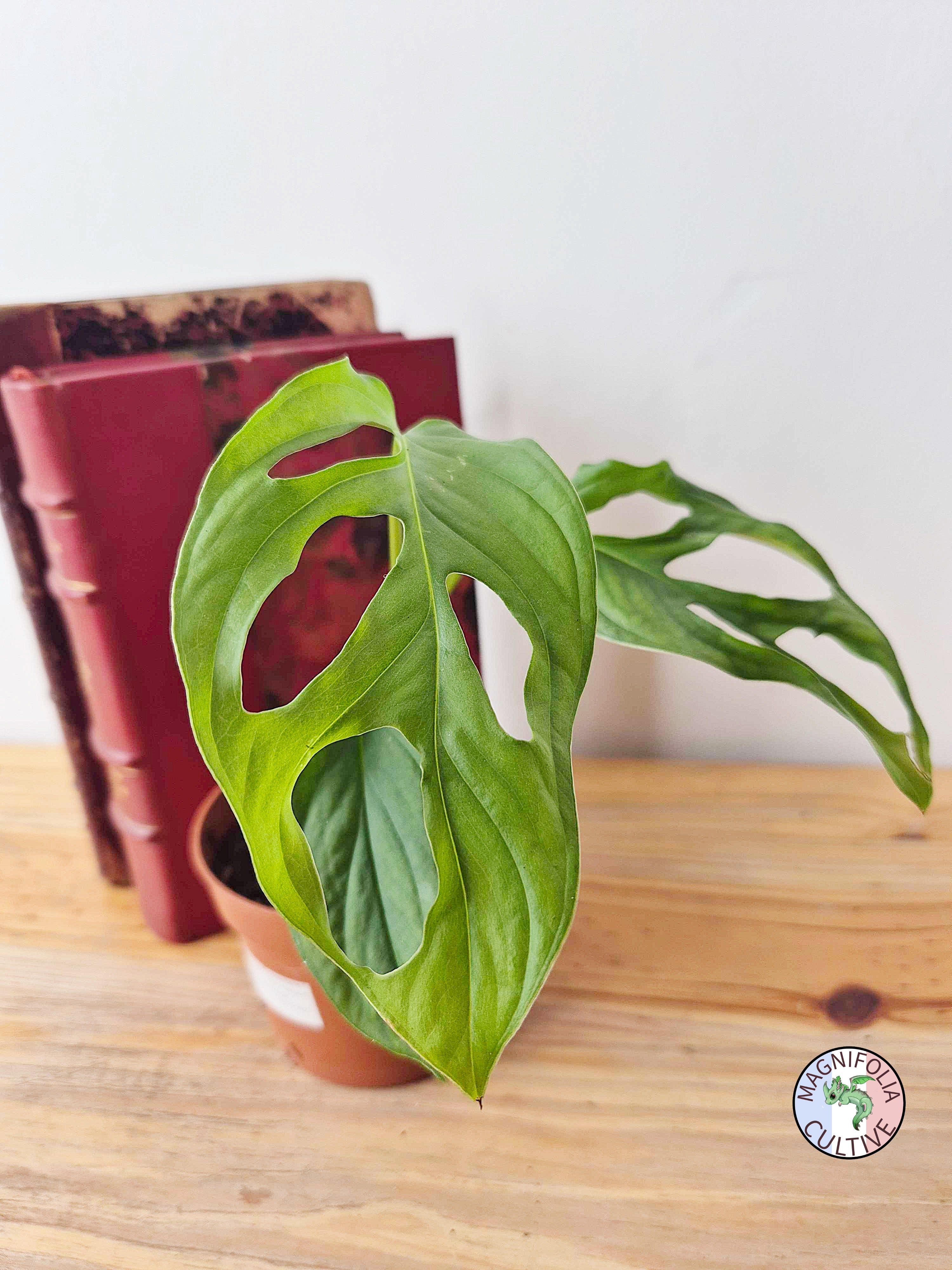 Monstera obliqua 'Cenepa'