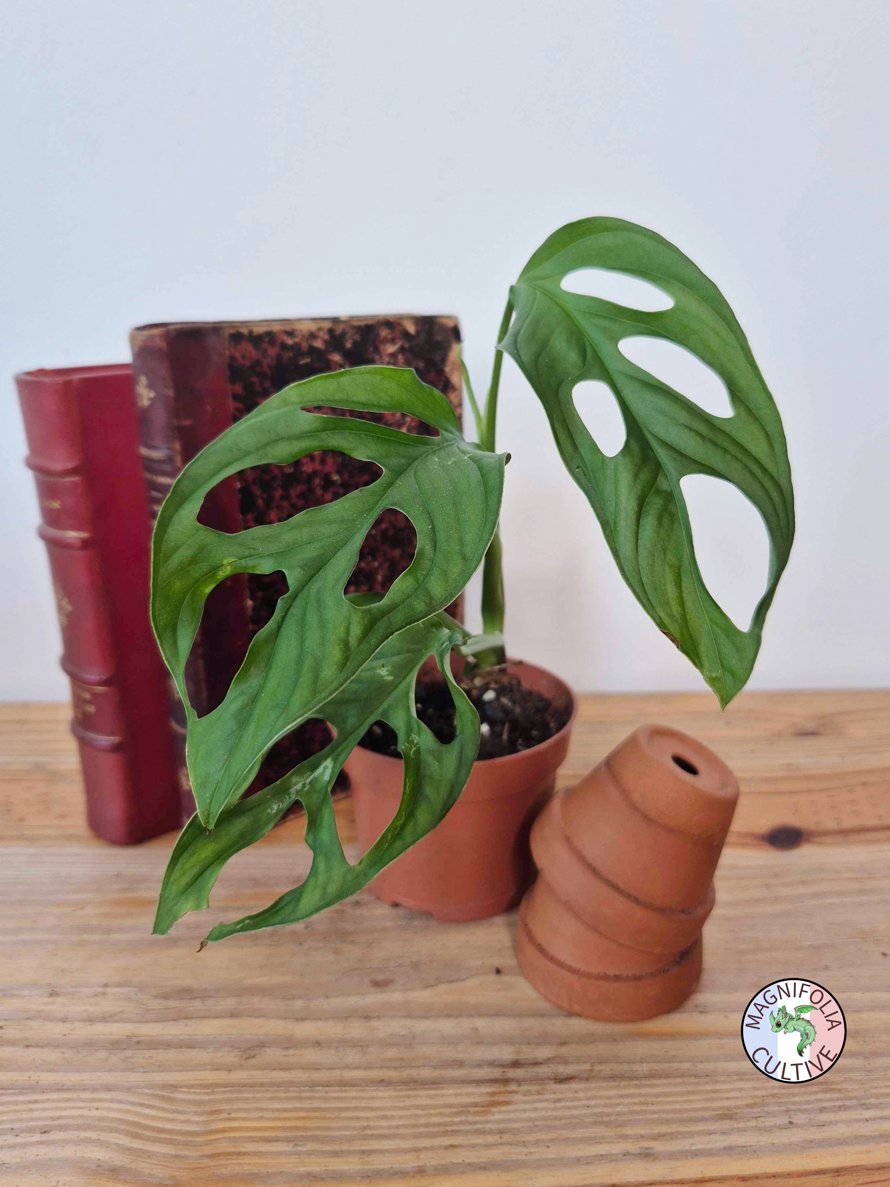 Monstera obliqua 'Cenepa'