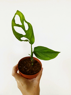 Monstera cf obliqua 'Cenepa'