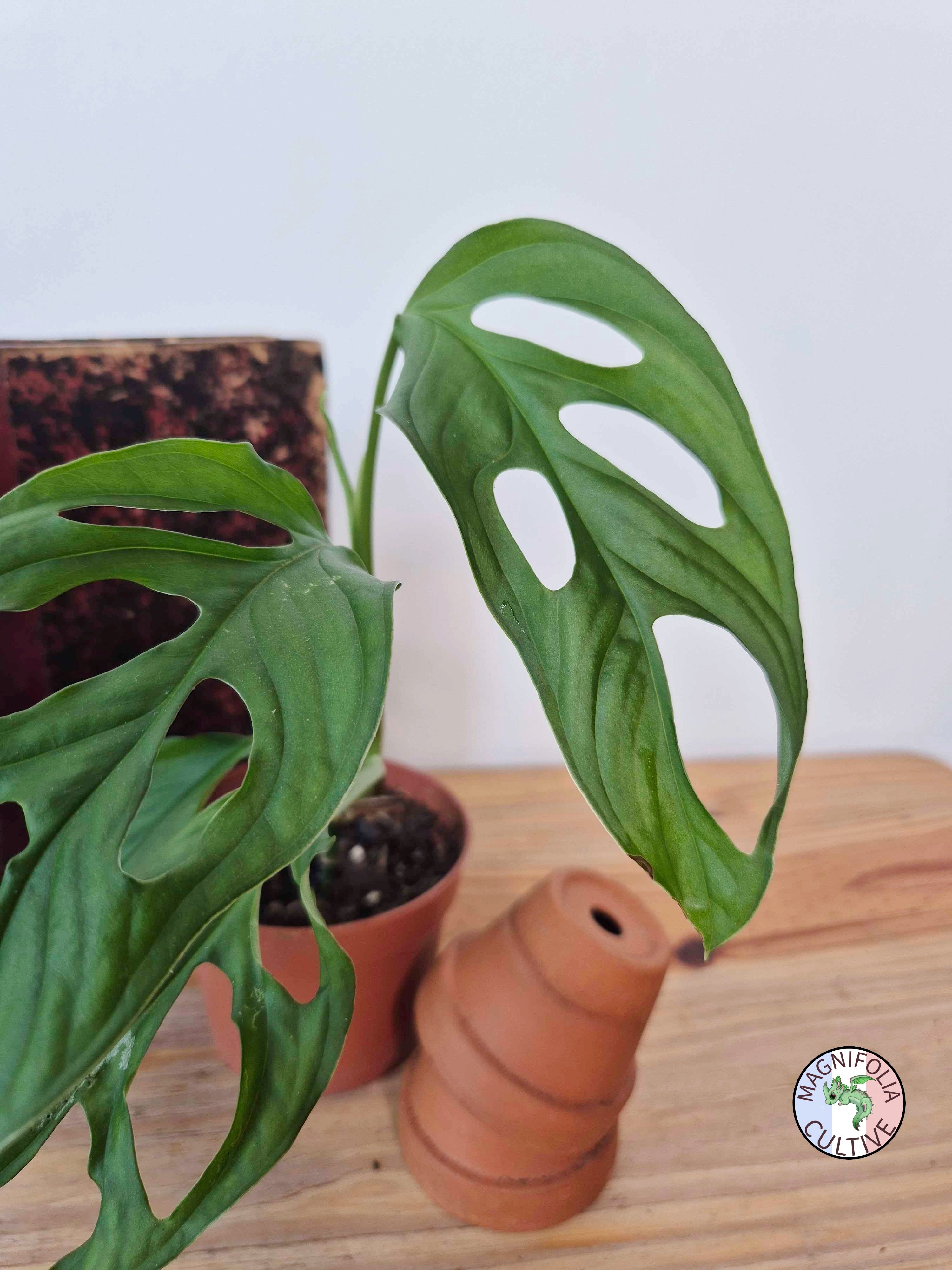 Monstera obliqua 'Cenepa'