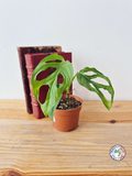 Monstera obliqua 'Cenepa'