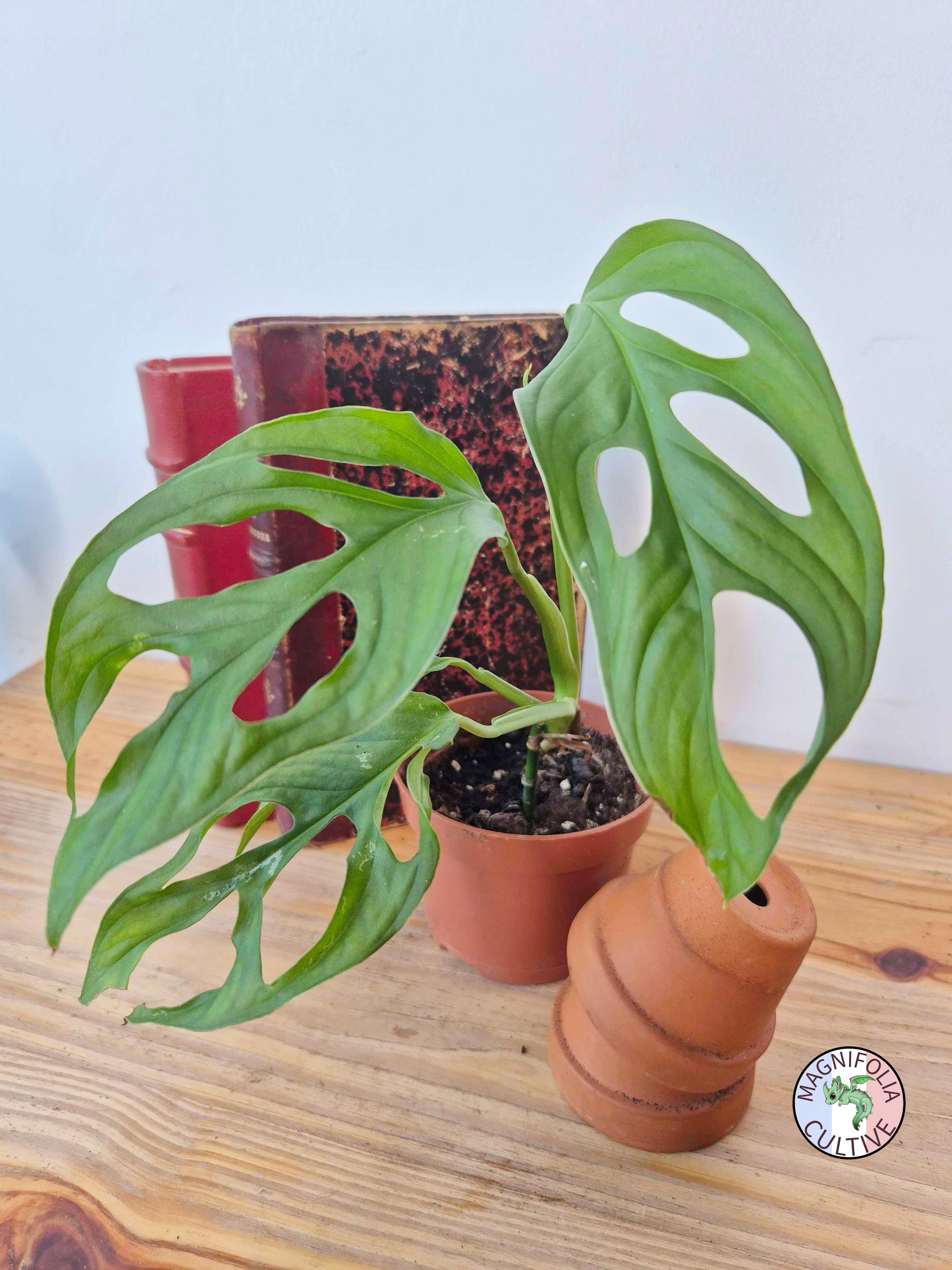 Monstera obliqua 'Cenepa'