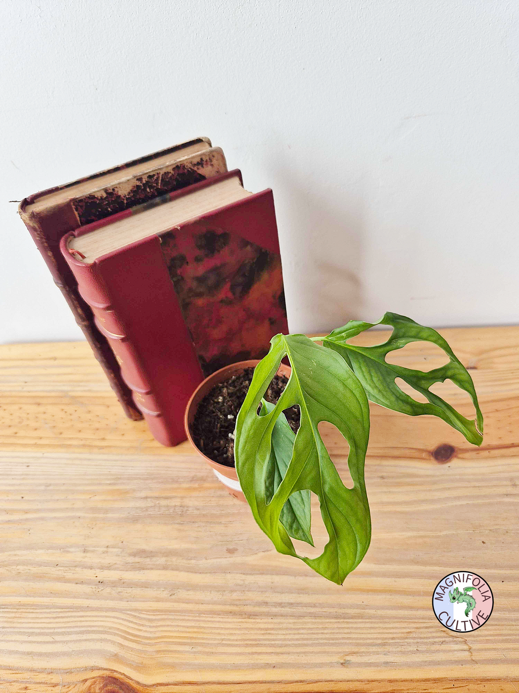 Monstera obliqua 'Cenepa'