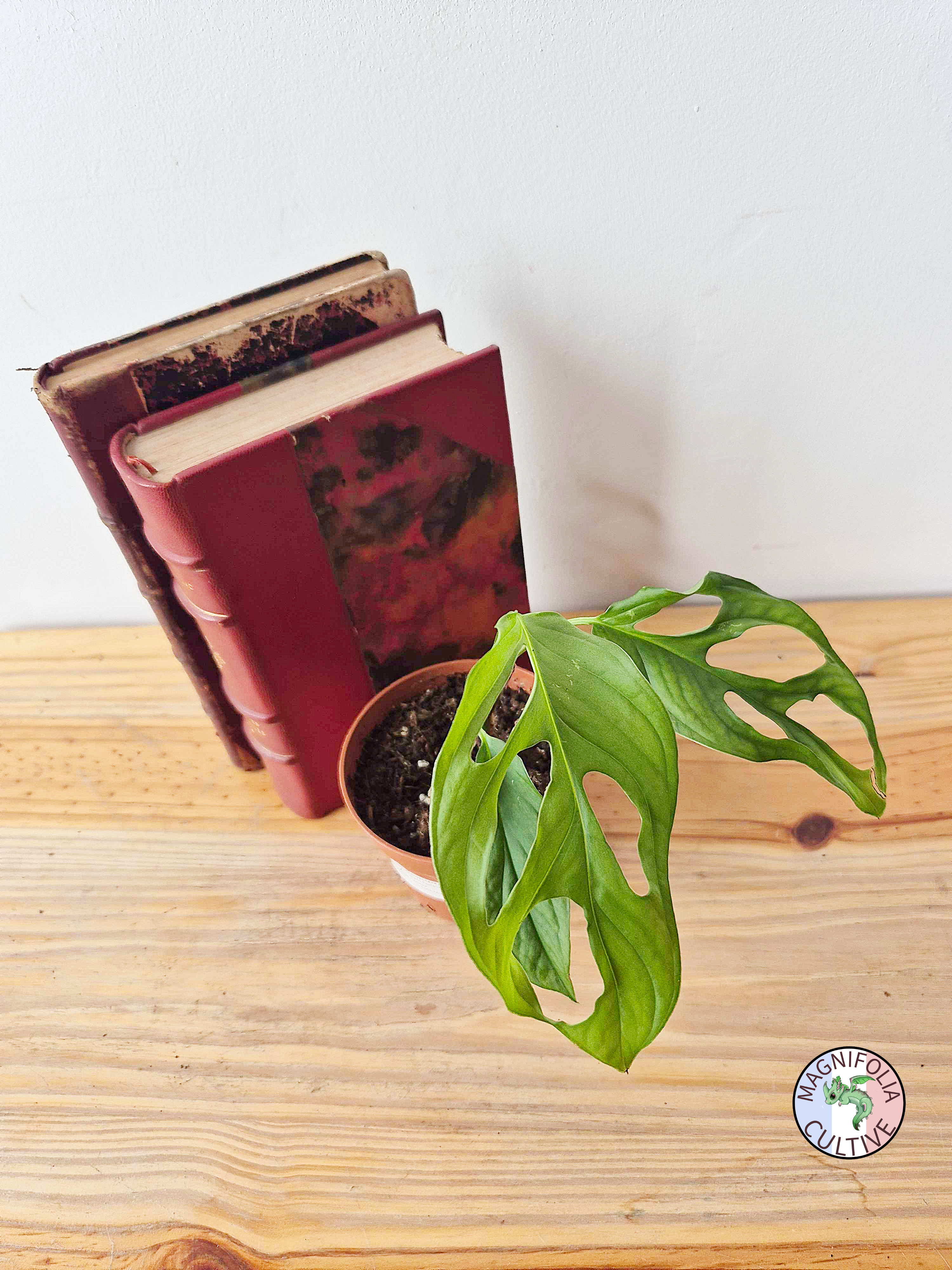 Monstera obliqua 'Cenepa'