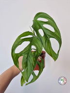 Monstera obliqua 'Cenepa'