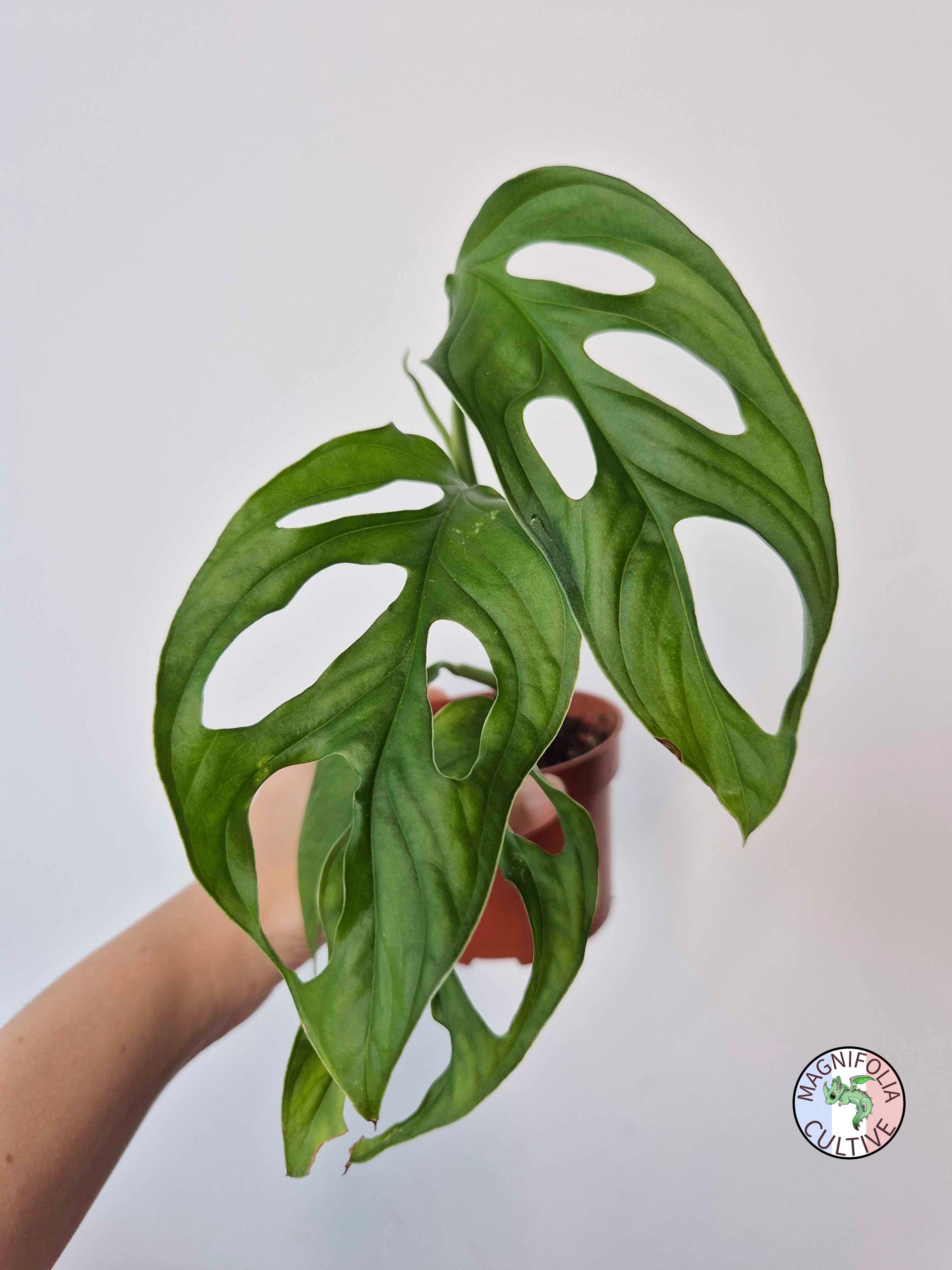 Monstera obliqua 'Cenepa'