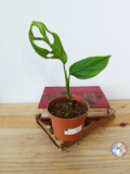 Monstera cf obliqua 'Cenepa'