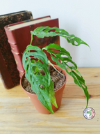 Monstera obliqua 'Peru'