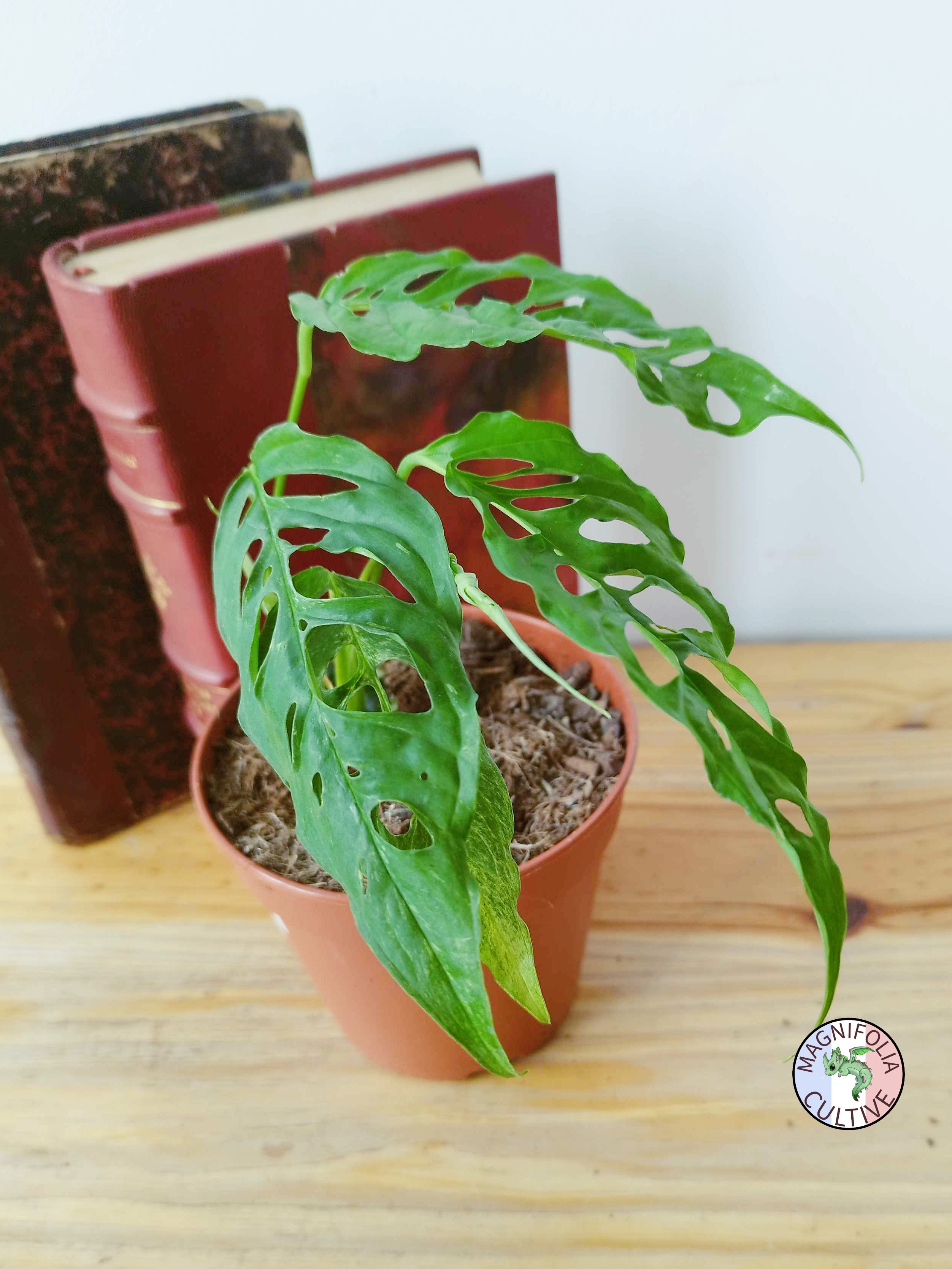 Monstera obliqua 'Peru'