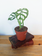 Monstera obliqua 'Peru'