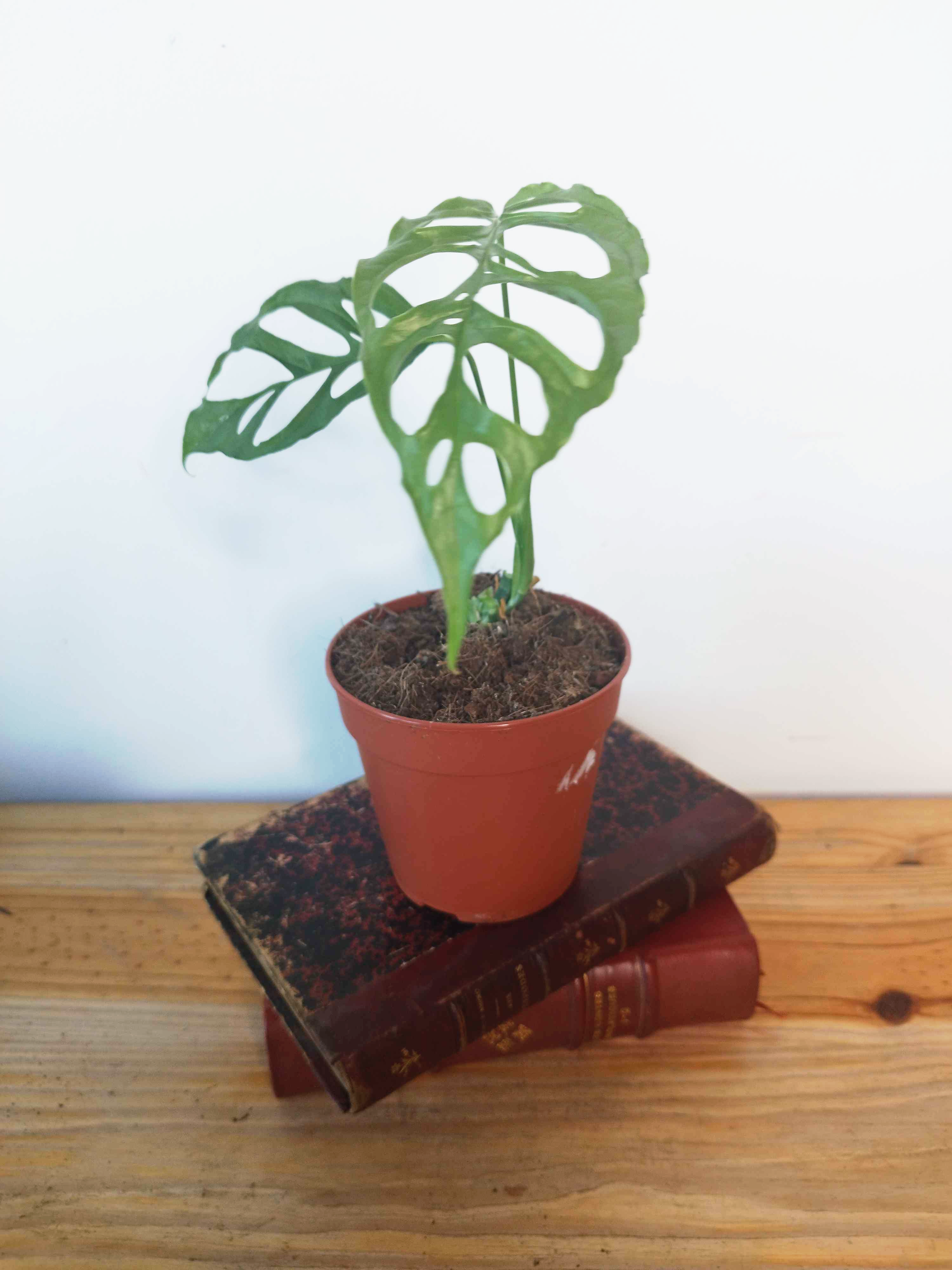 Monstera obliqua 'Peru'