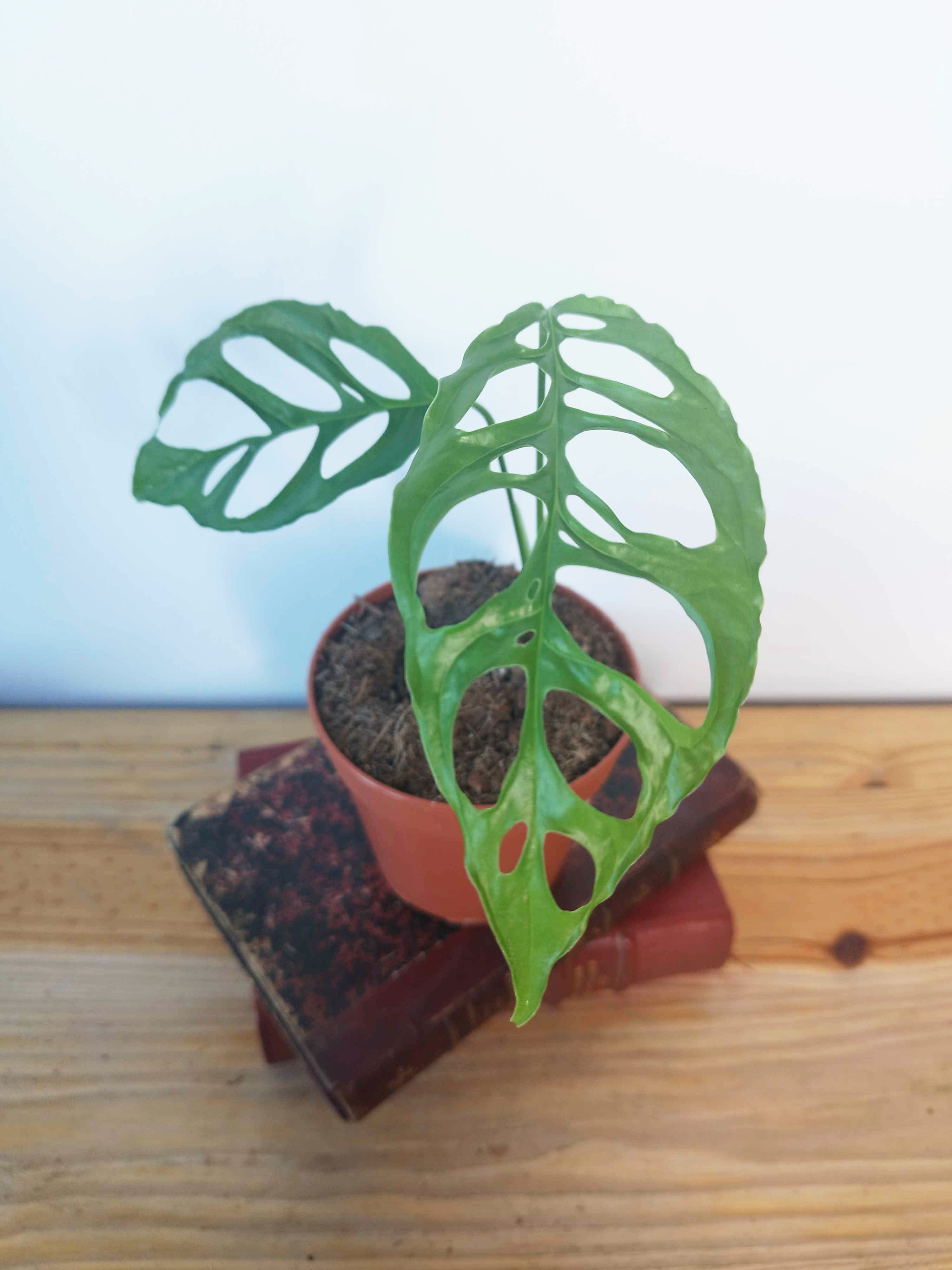 Monstera obliqua 'Peru'