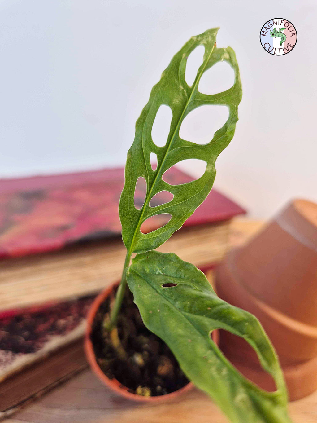 Monstera obliqua 'Peru'