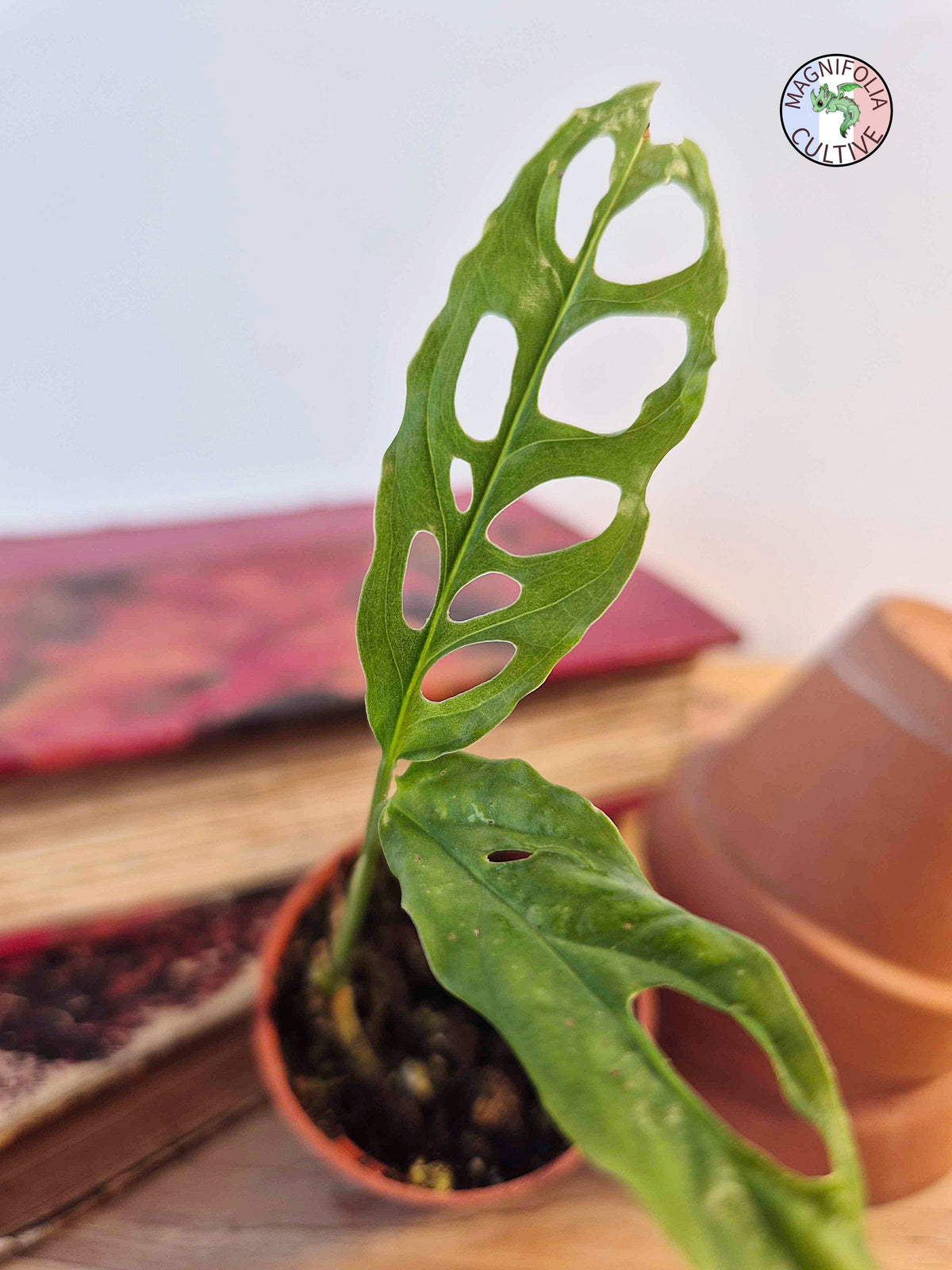 Monstera obliqua 'Peru'