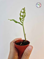 Monstera obliqua 'Peru'