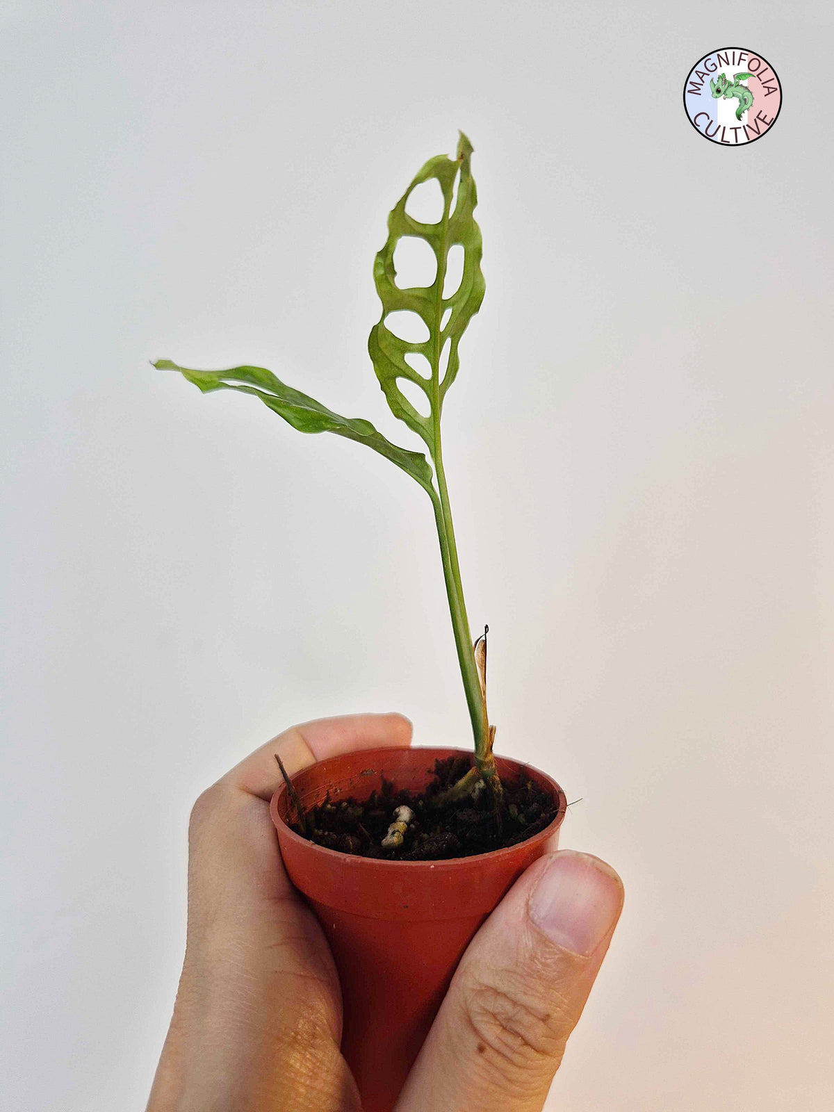 Monstera obliqua 'Peru'