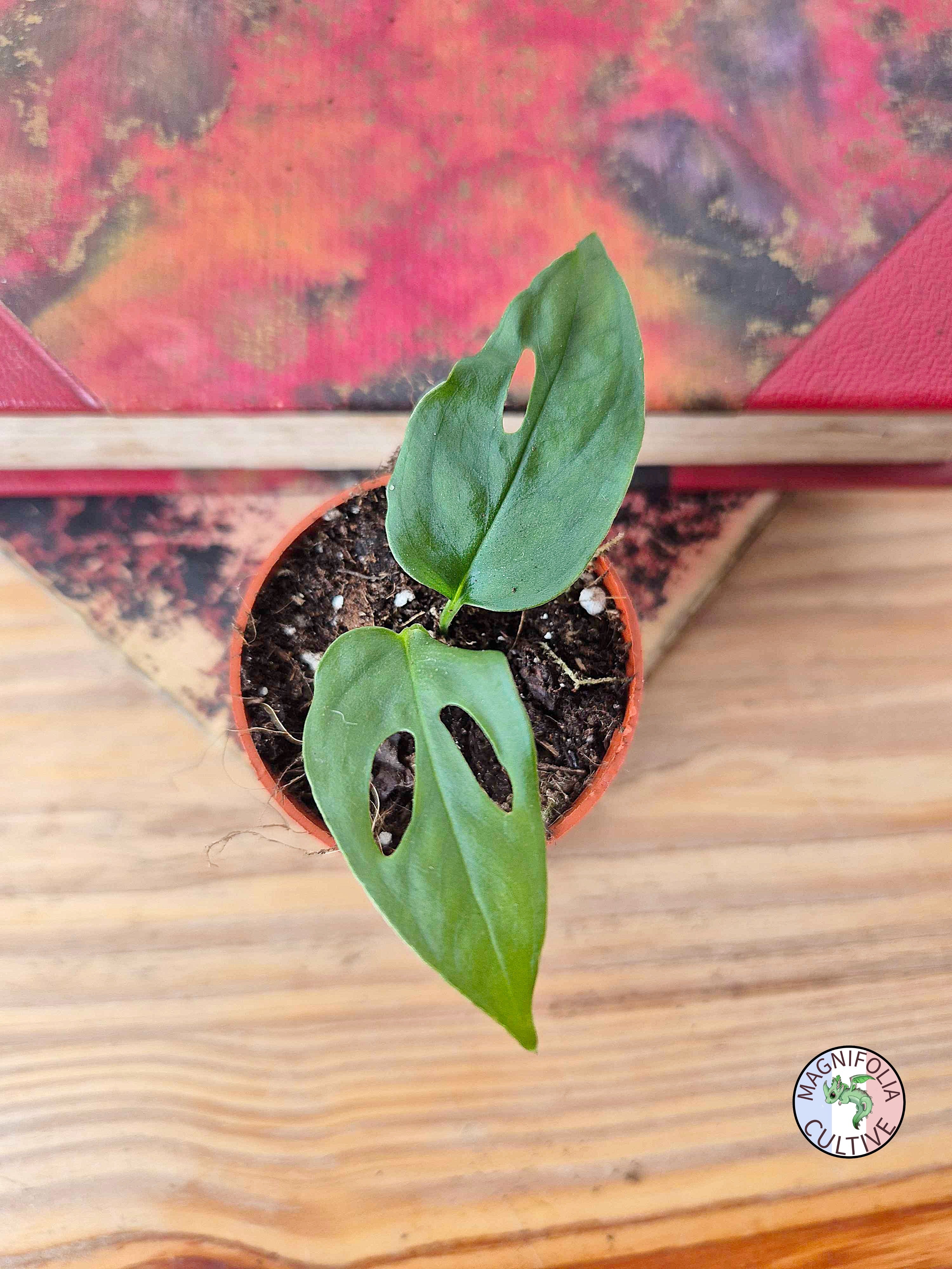 Monstera obliqua 'Xanthospatha'