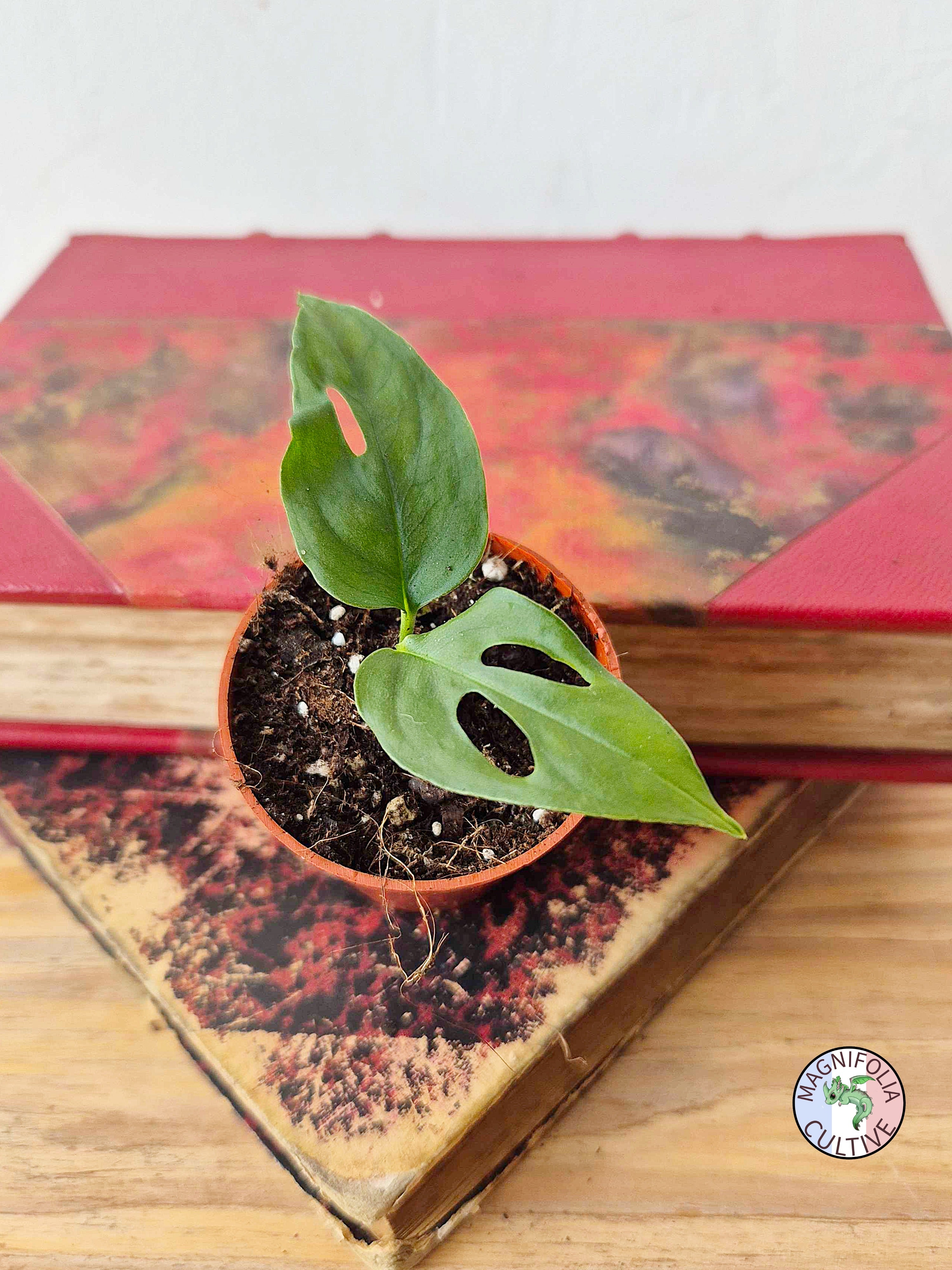 Monstera obliqua 'Xanthospatha'