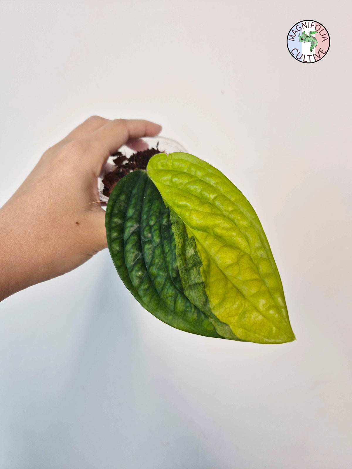 Monstera sp. Peru