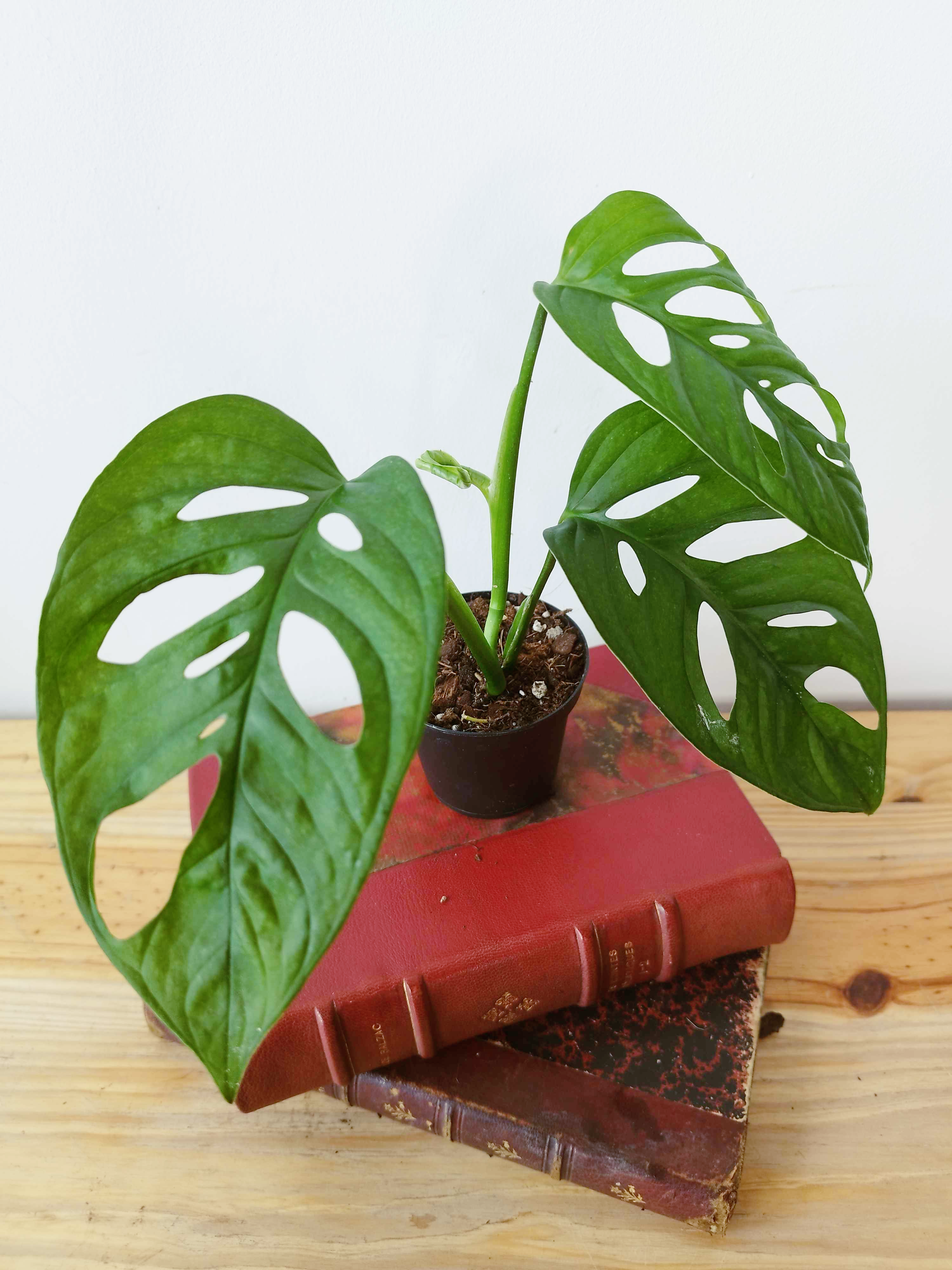 Monstera adansonii